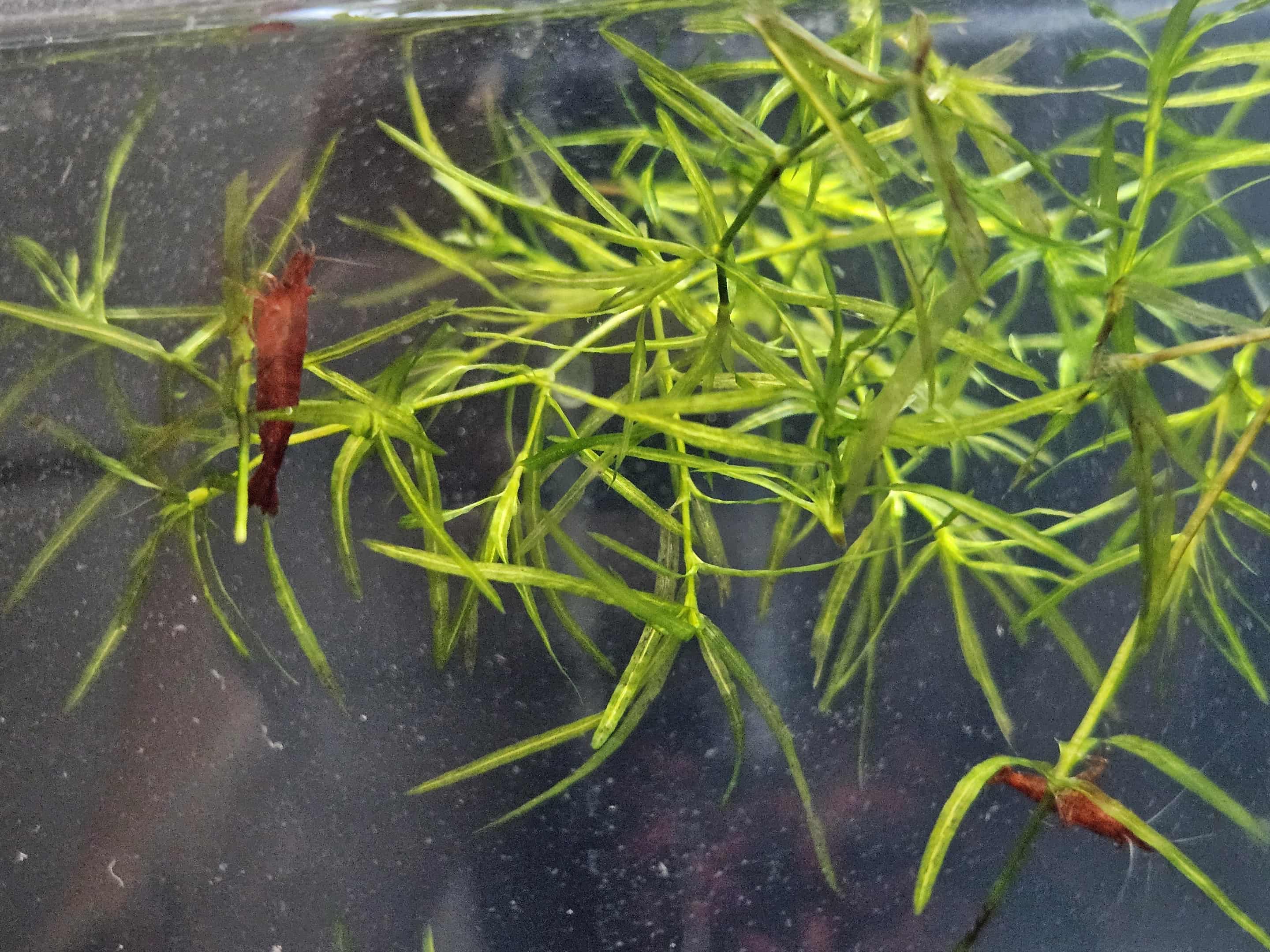 Bloody Mary Neocaridina Shrimp