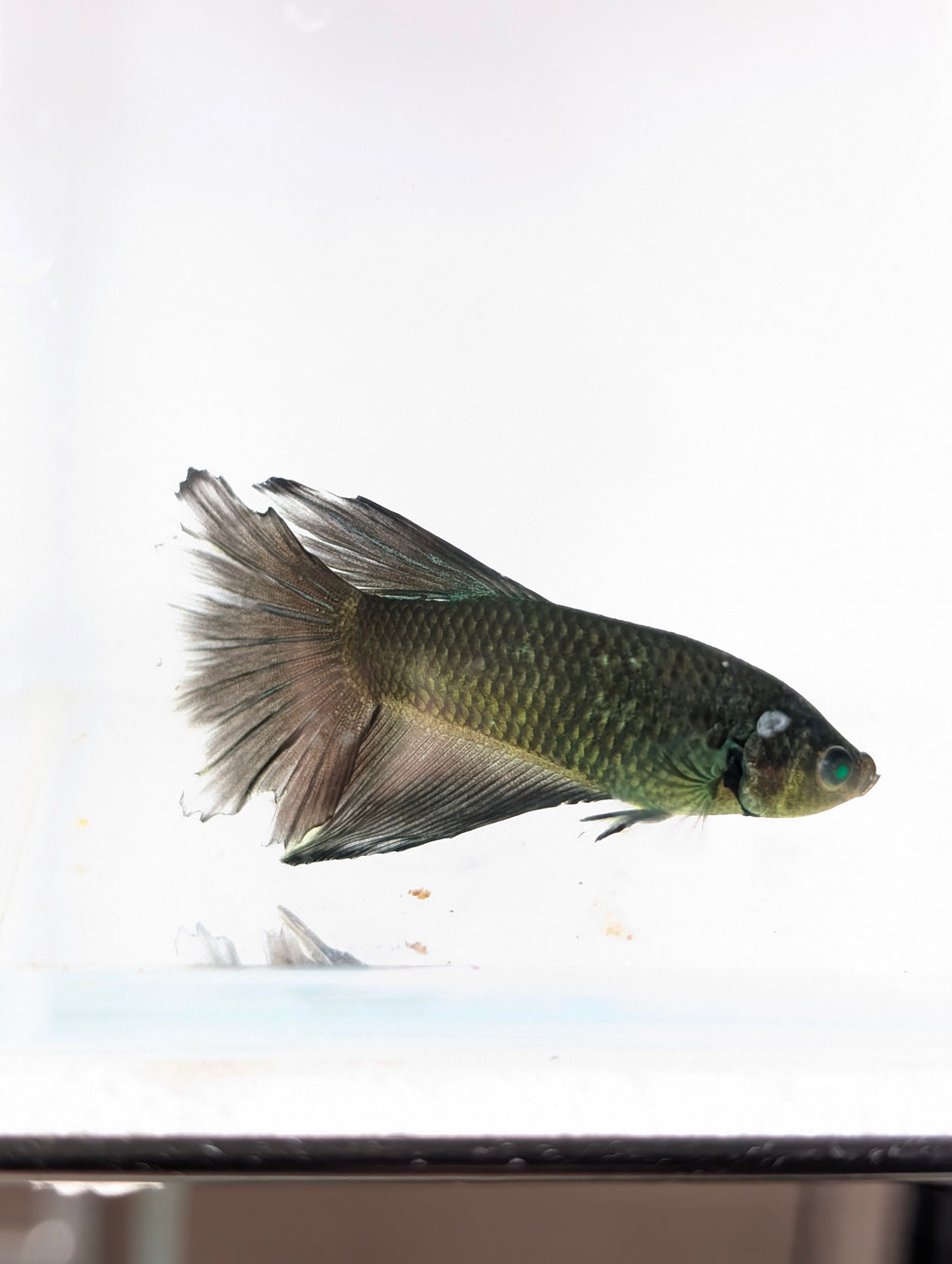 Halfmoon Green / Black Green Eyed Hulk Betta Male M0021