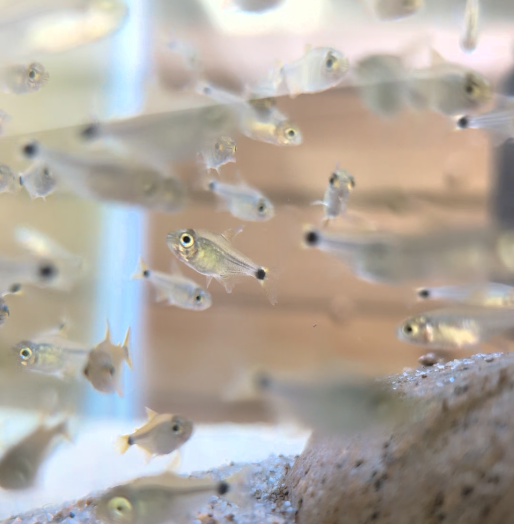Raccoon Tetra