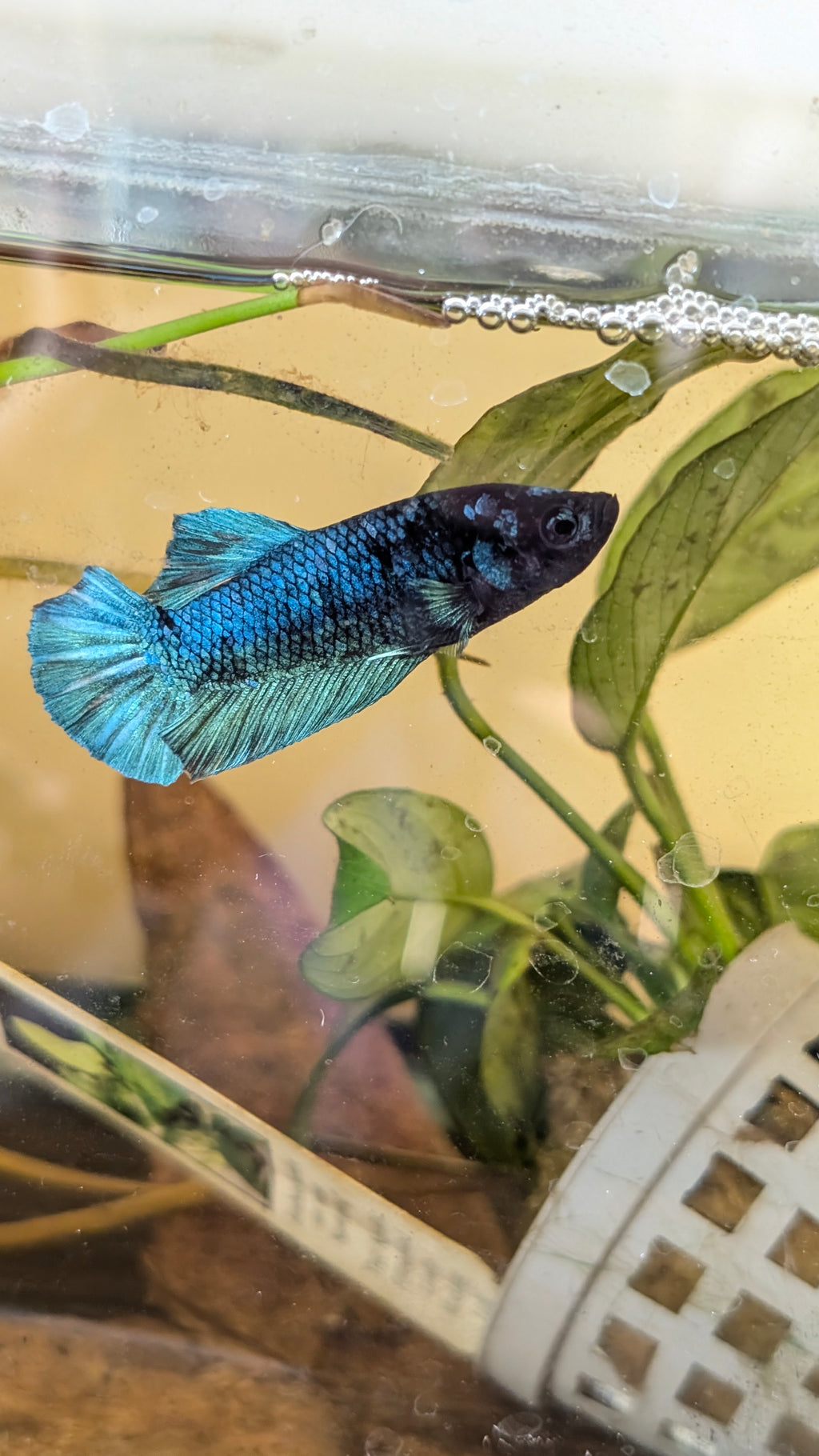 Male Halfmoon Plakat Betta M0022