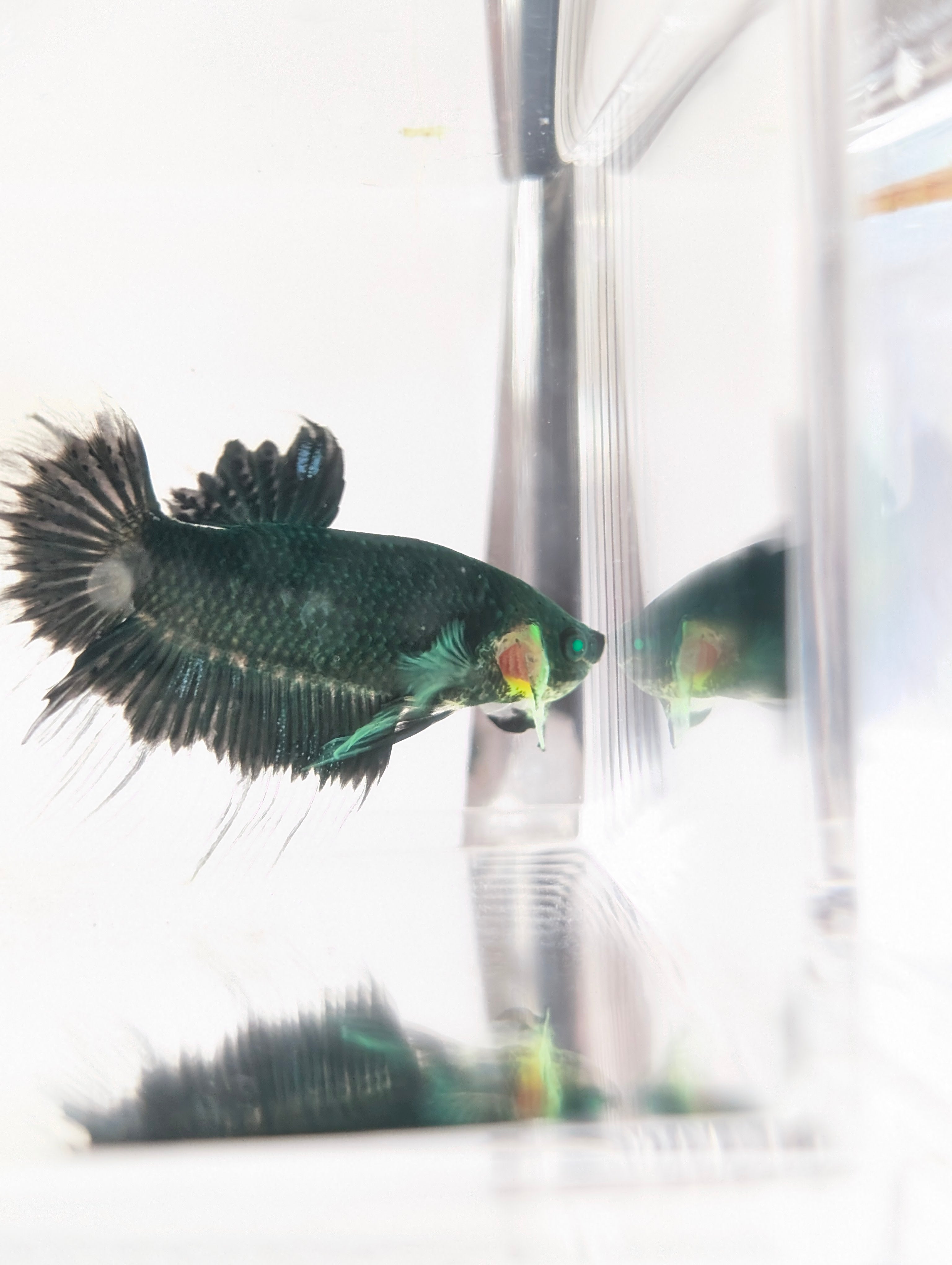 Halfmoon Green / Blue / Black Green Eyed Hulk Betta Male M0015