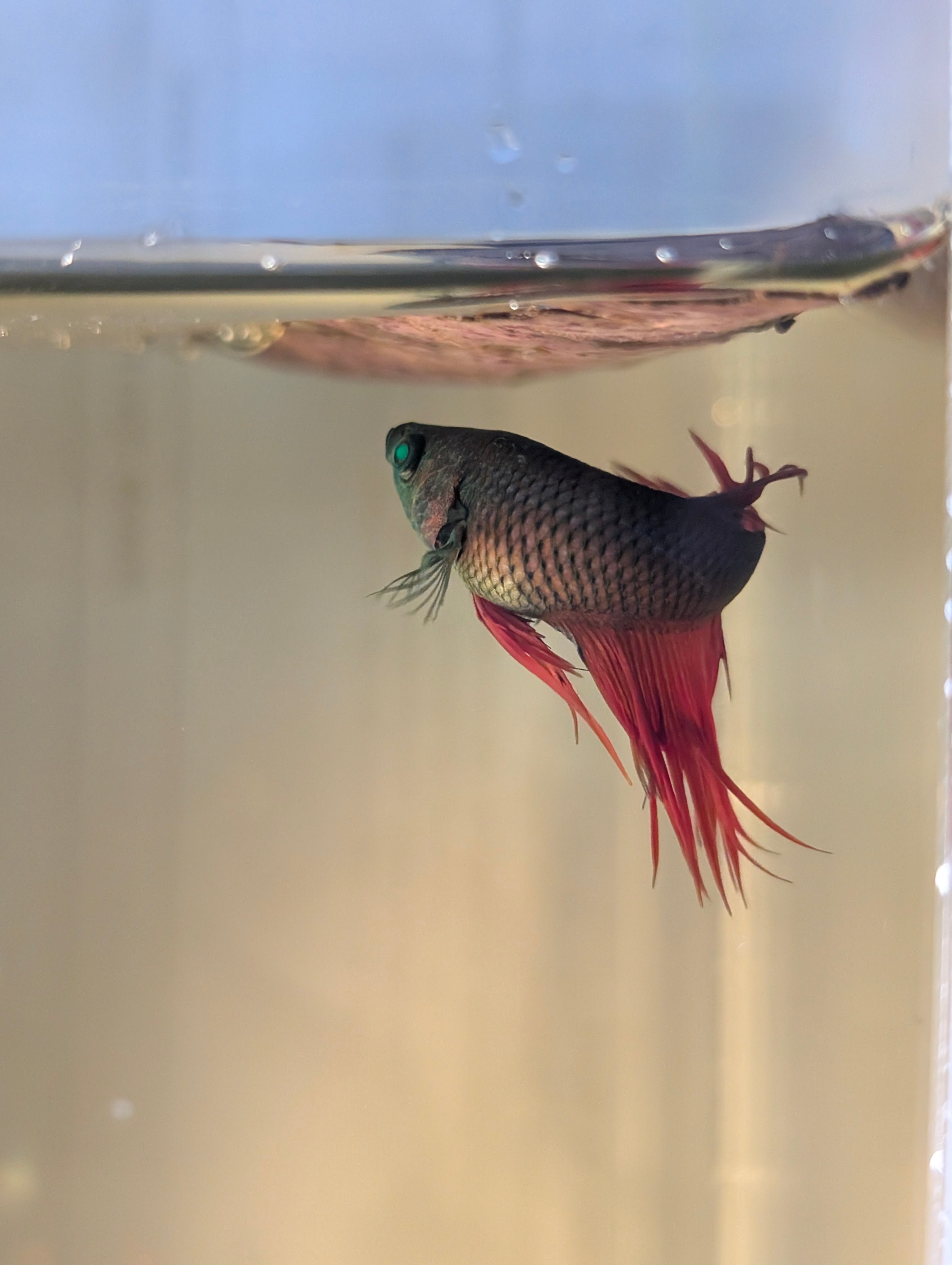 Crown Tail Green Hulk Betta Male M0008