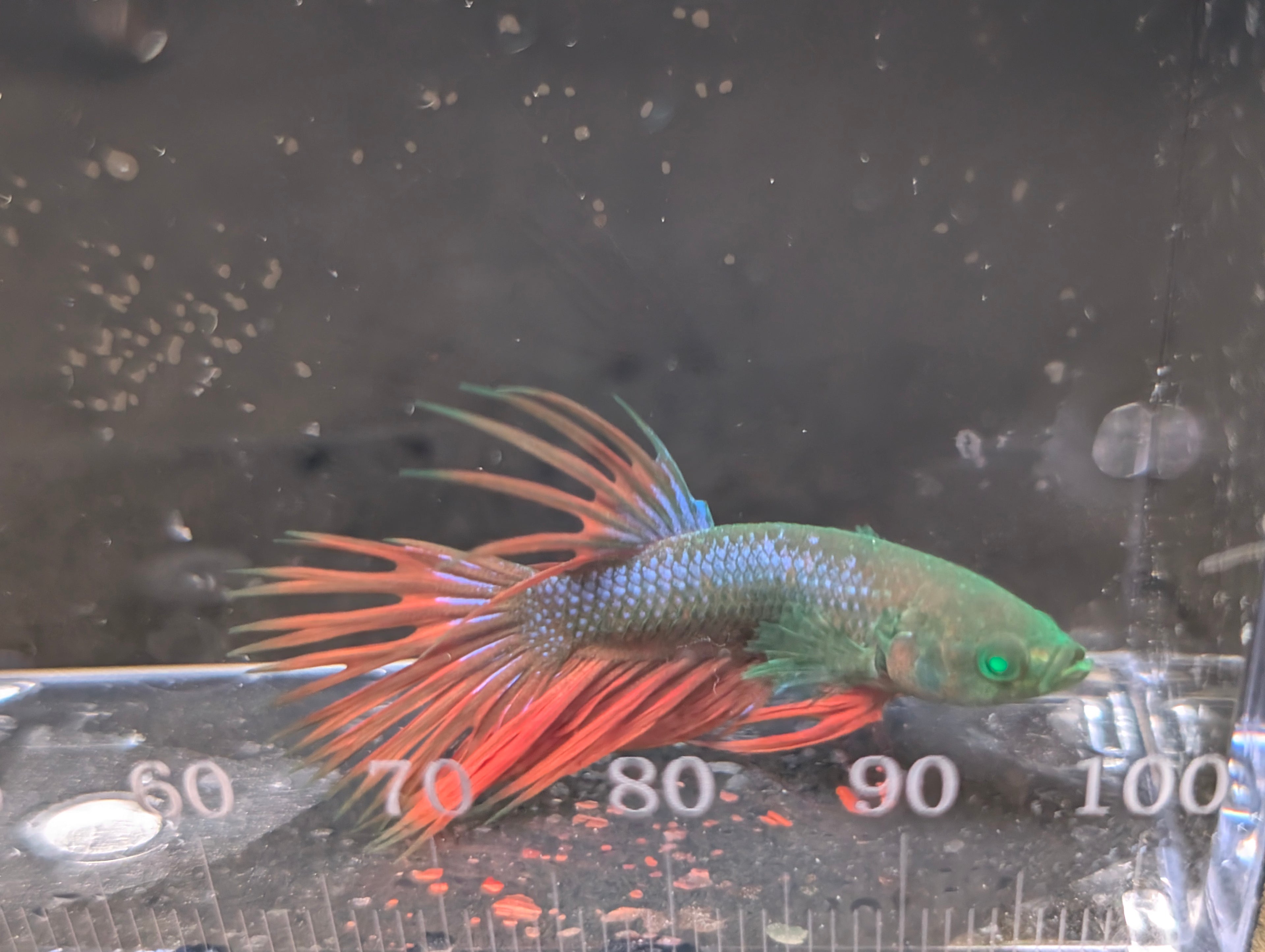 Crown Tail Red and Green Hulk Betta Male M0011