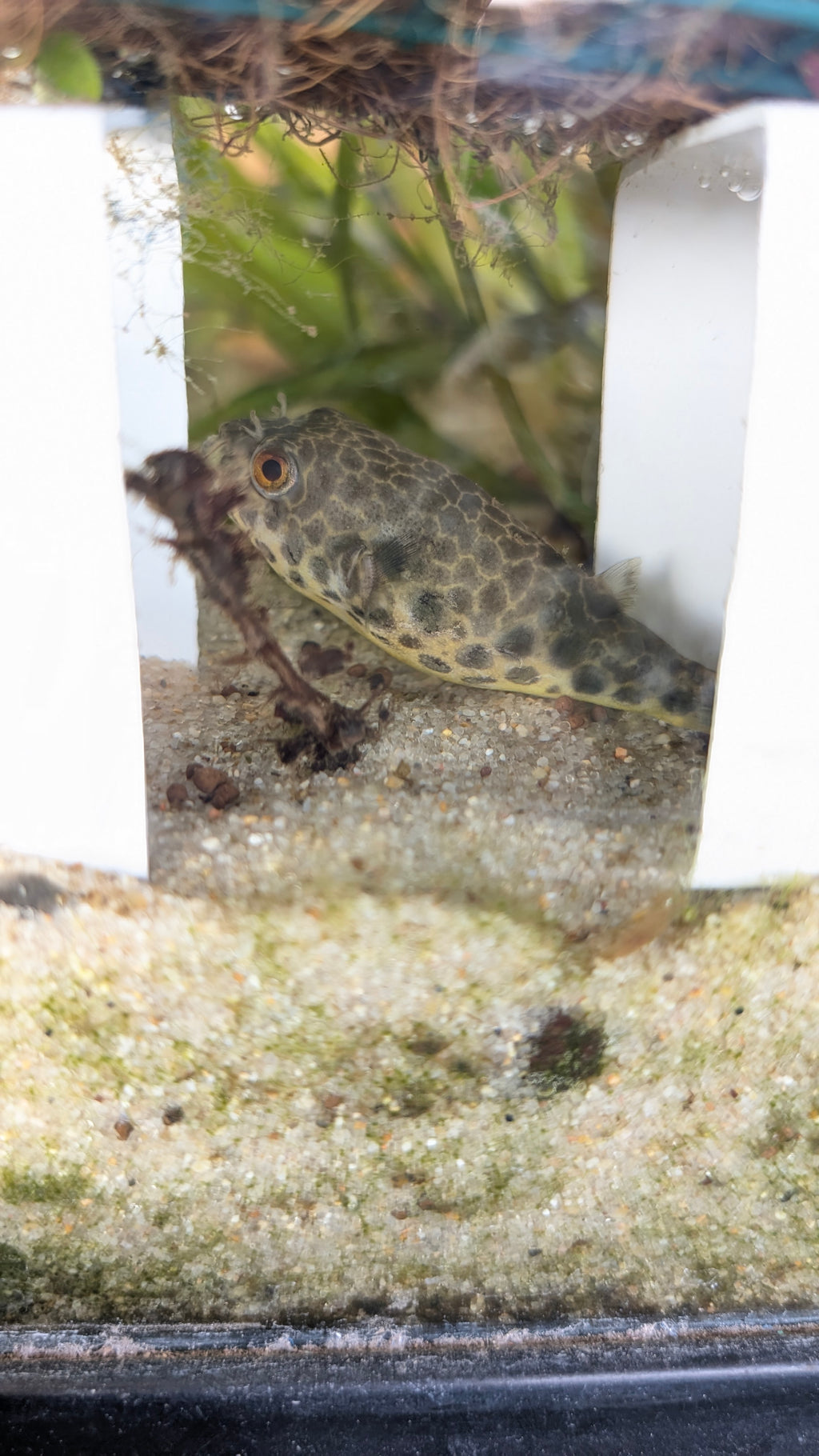 Spotted Congo Puffer (Tetraodon Schoutedeni)