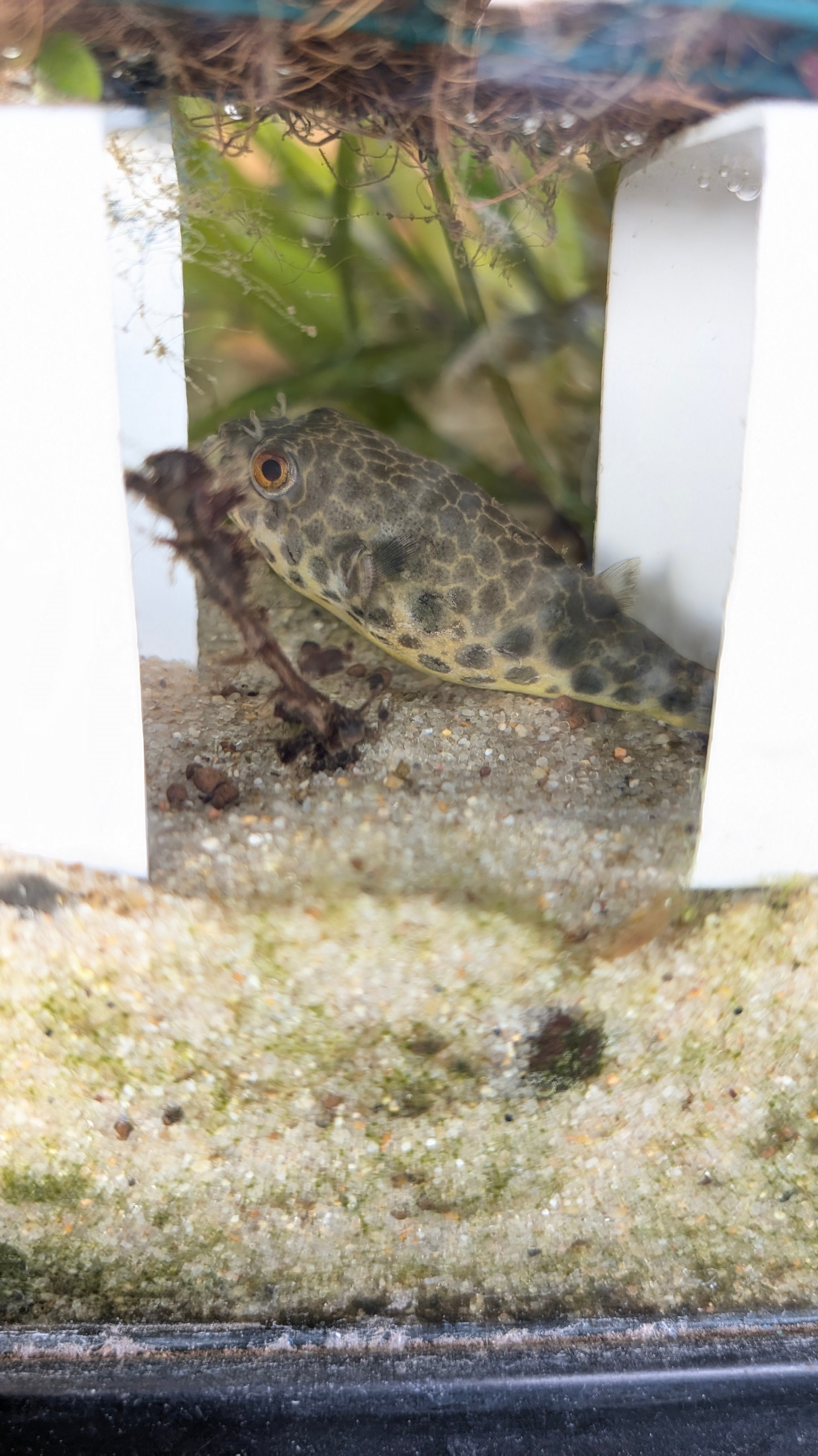 Spotted Congo Puffer (Tetraodon Schoutedeni)