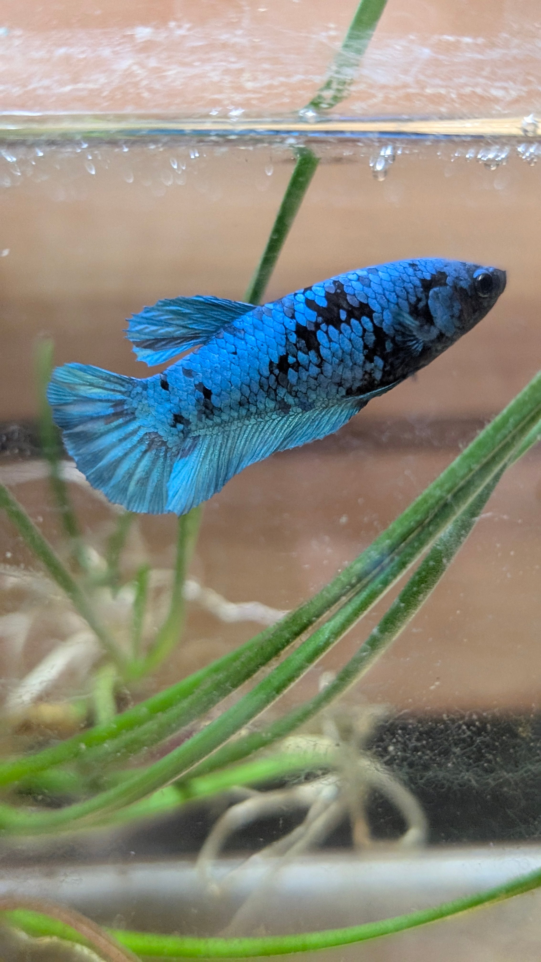Female Halfmoon Plakat Avatar Betta F0015