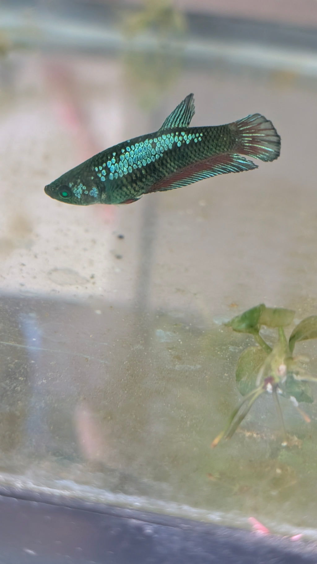 Plakat Green Eye Hulk Female F0013