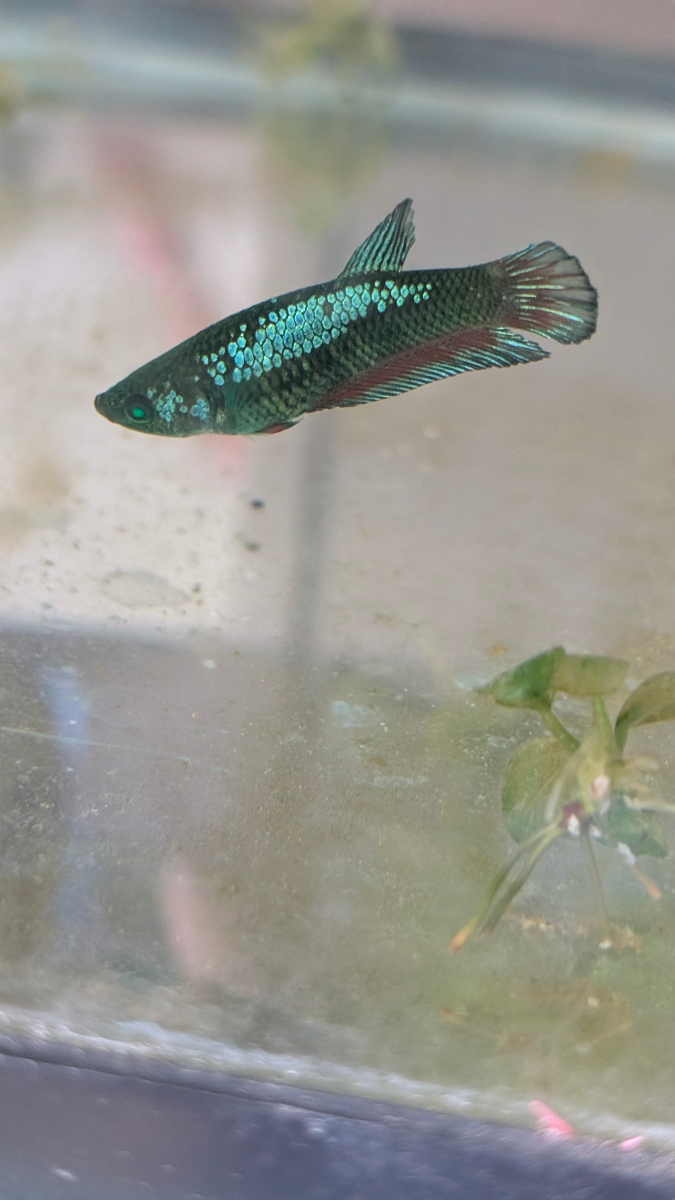 Plakat Green Eye Hulk Female F0013