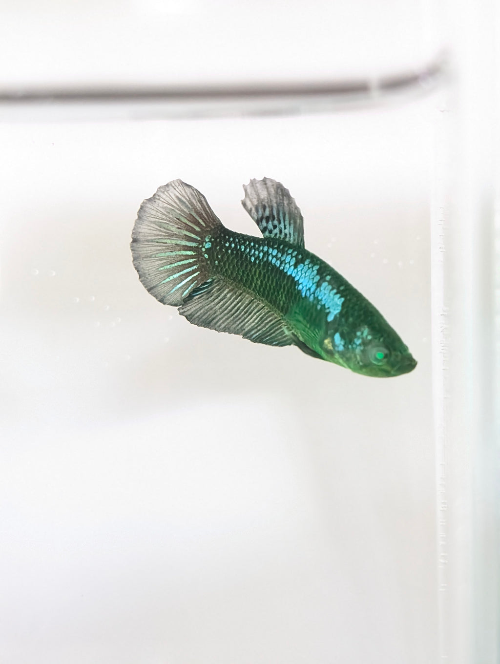 Plakat Green Eye Hulk Female F0012