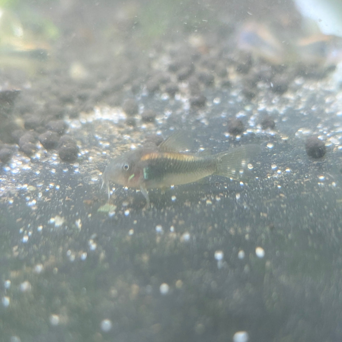 Gold Laser Corydoras