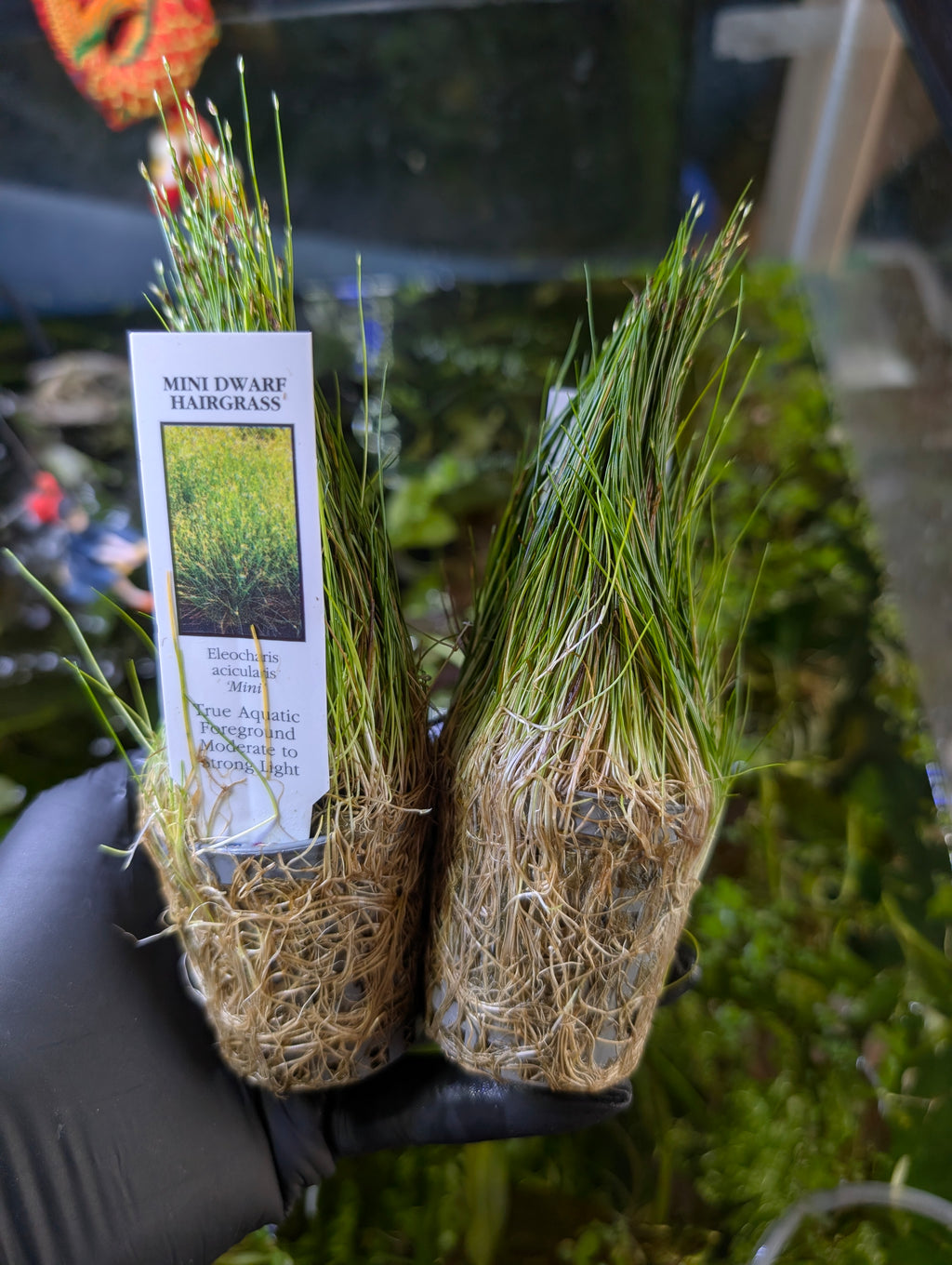 Mini Dwarf Hairgrass - Eleocharis Acicularis 'Mini'