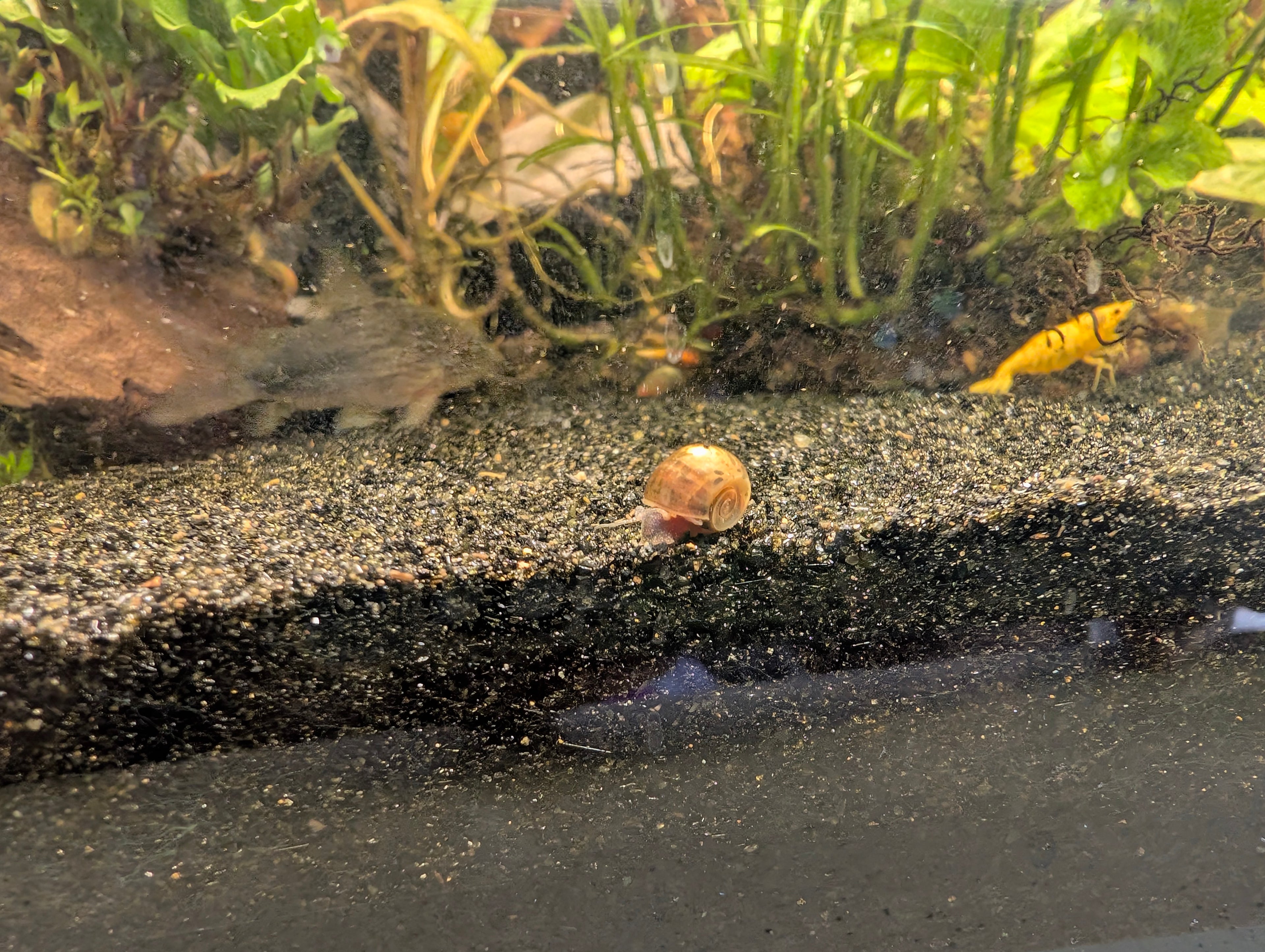 Ramshorn snails