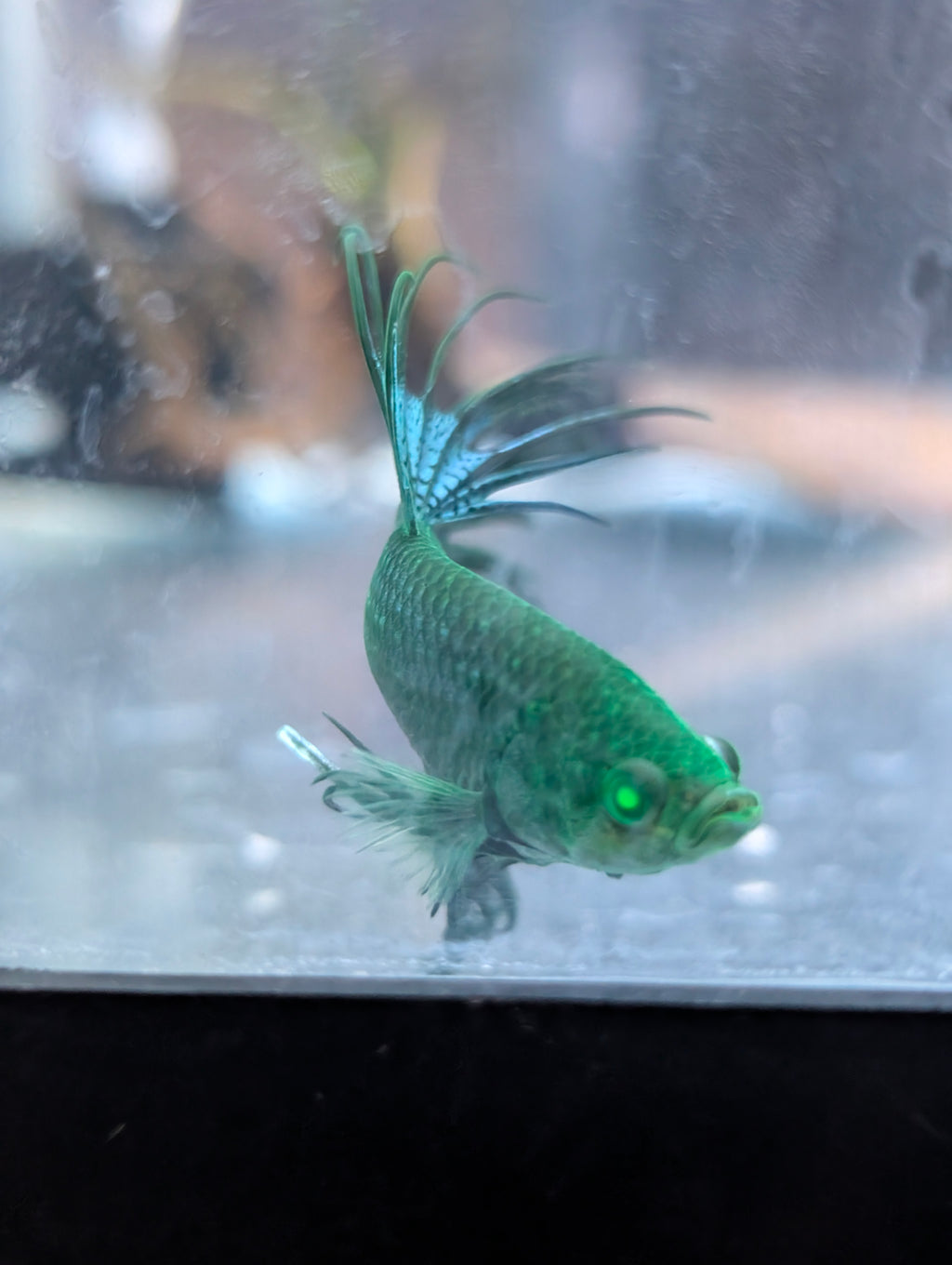 Crown Tail Green Blue Hulk Betta (Male) MC002