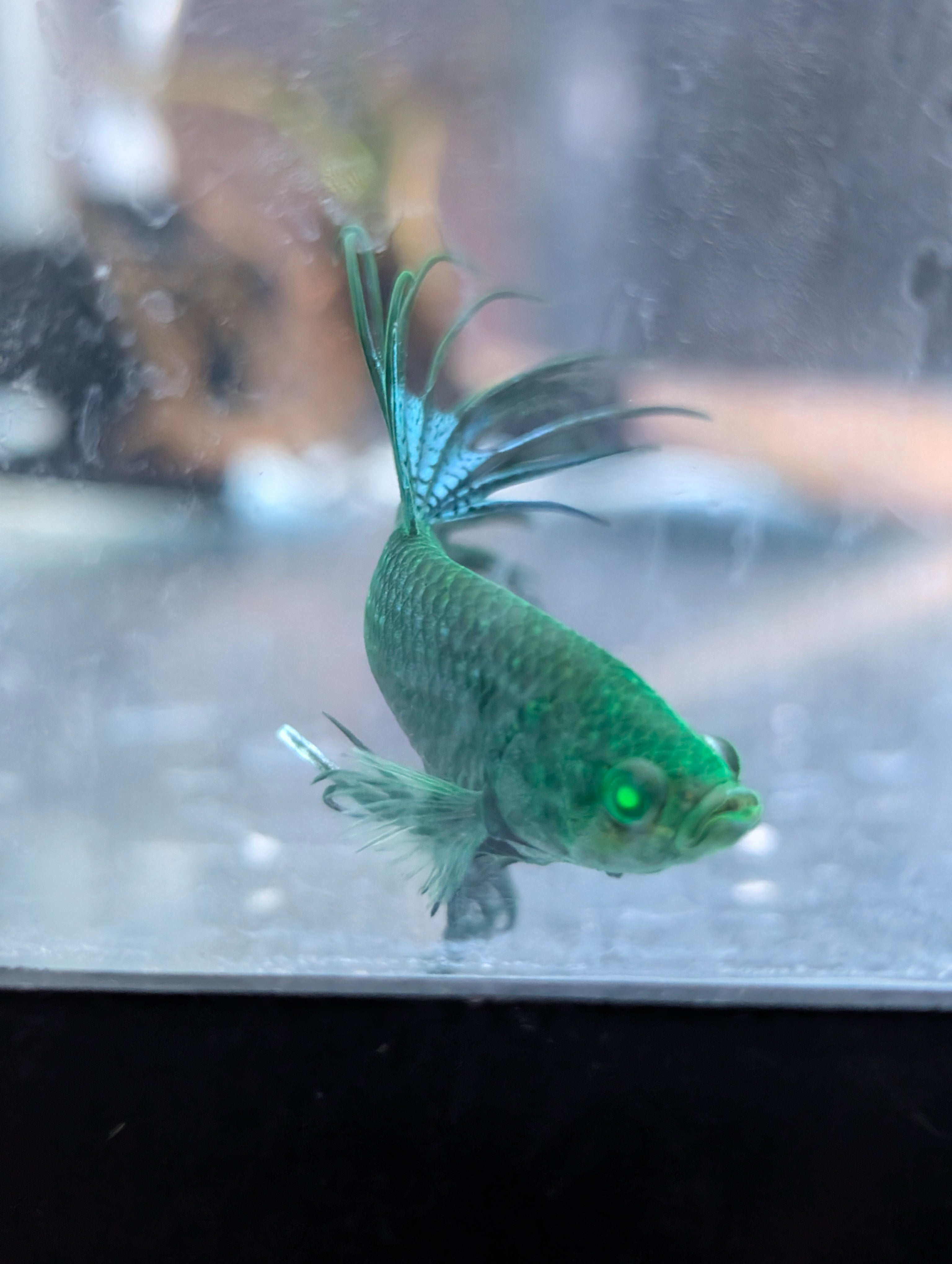 Crown Tail Green Blue Hulk Betta (Male) MC002