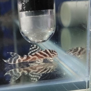 L236 Super White / Cracked Zebra Pleco (Hypancistrus sp. L236)