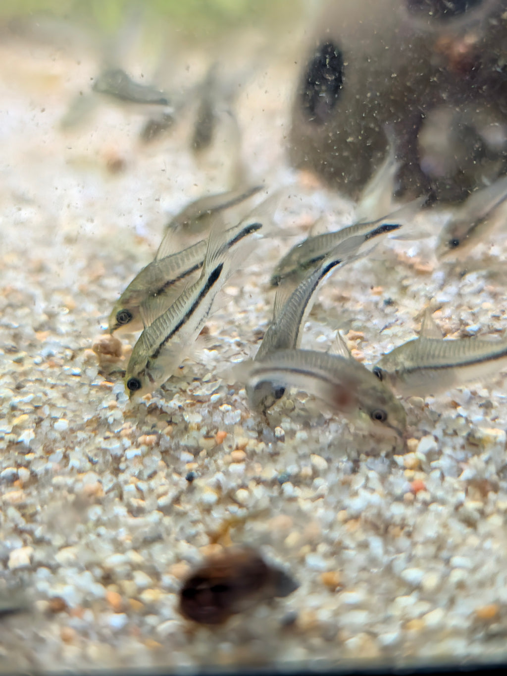 Pygmy Corydoras Gastrodermus Pygmaeus