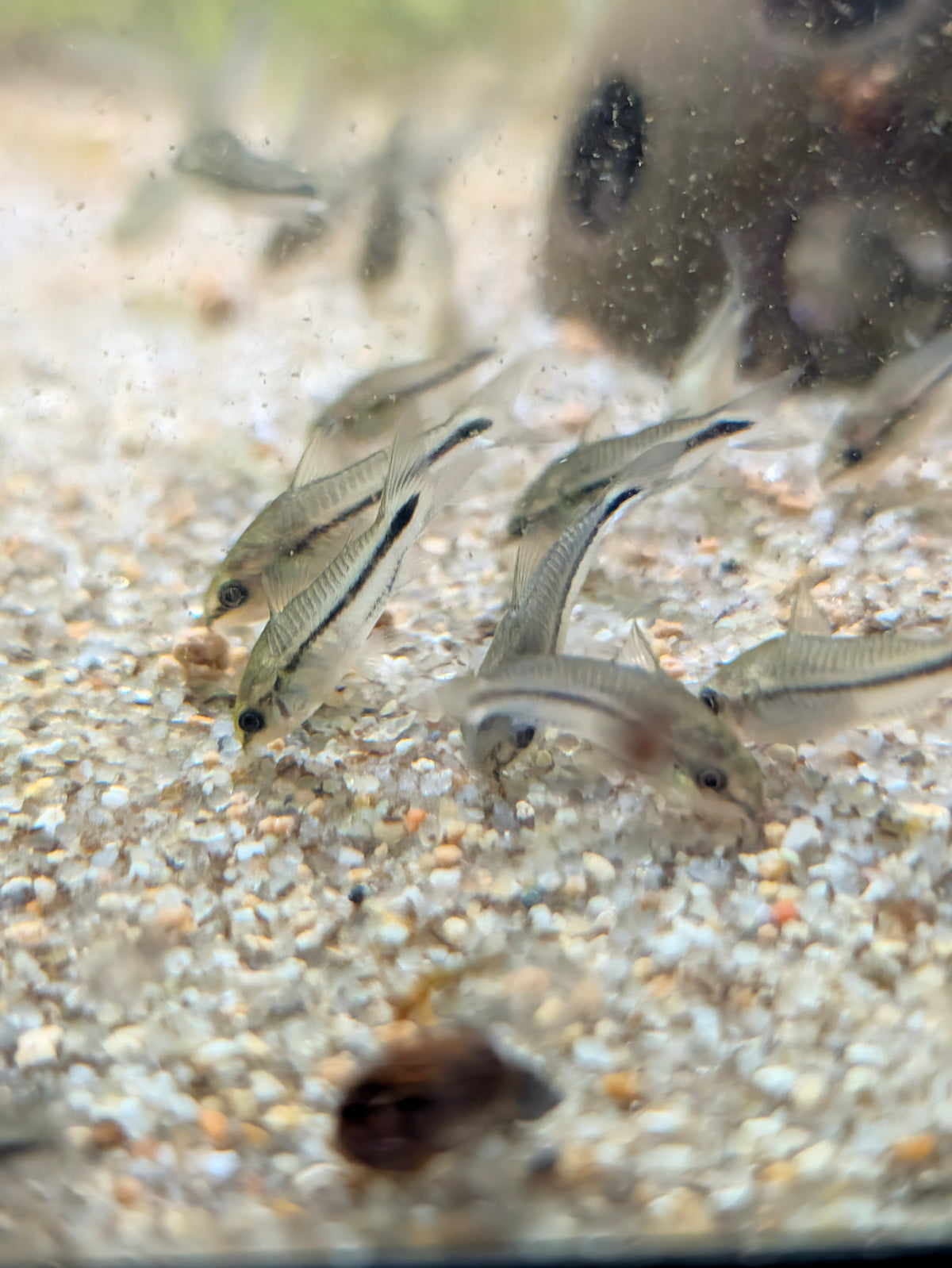 Pygmy Corydoras Gastrodermus Pygmaeus