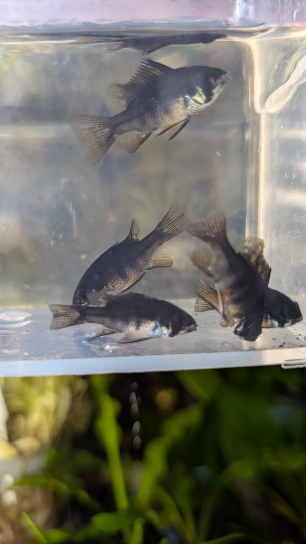 Black German Ram