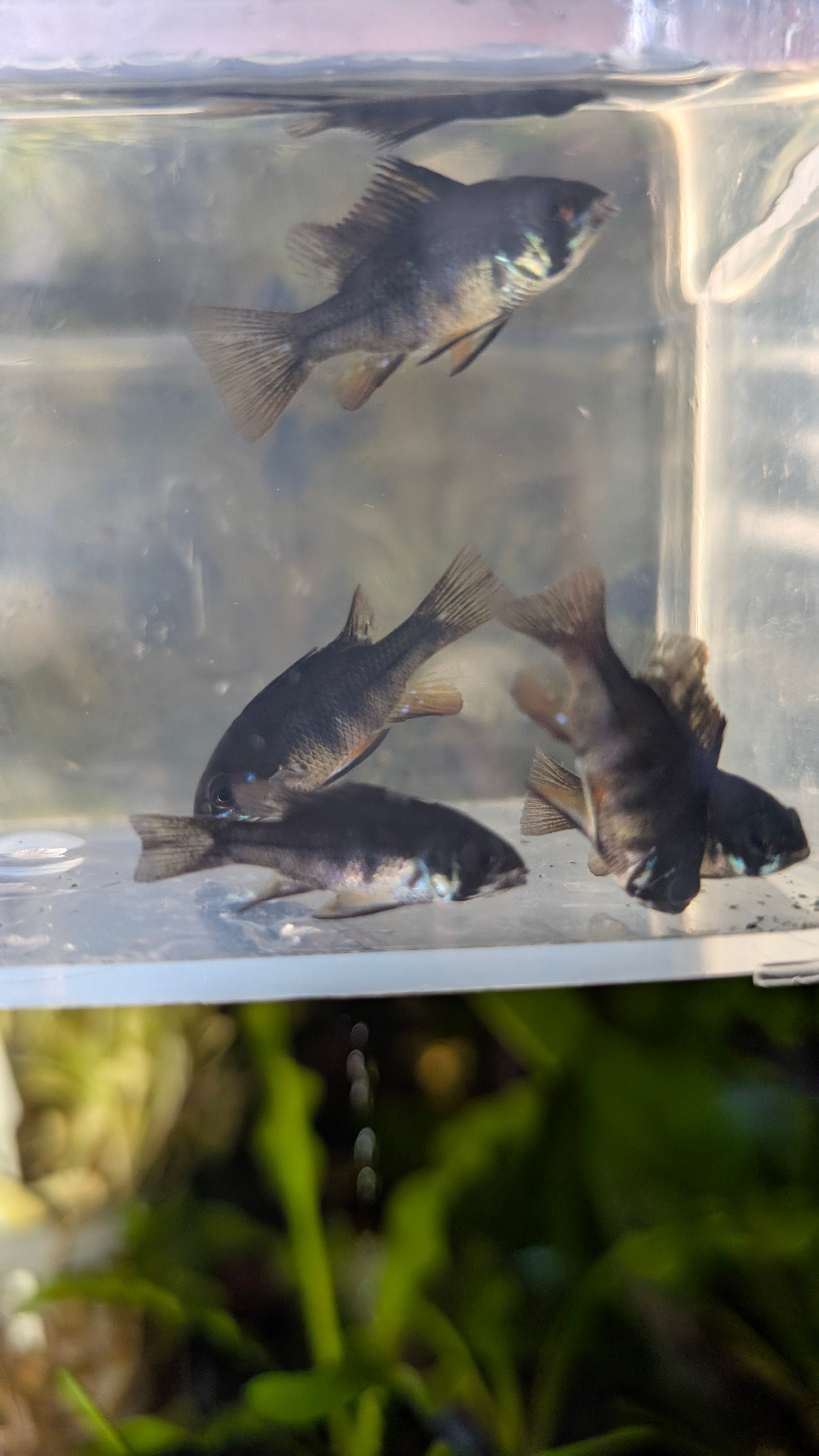 Black German Ram