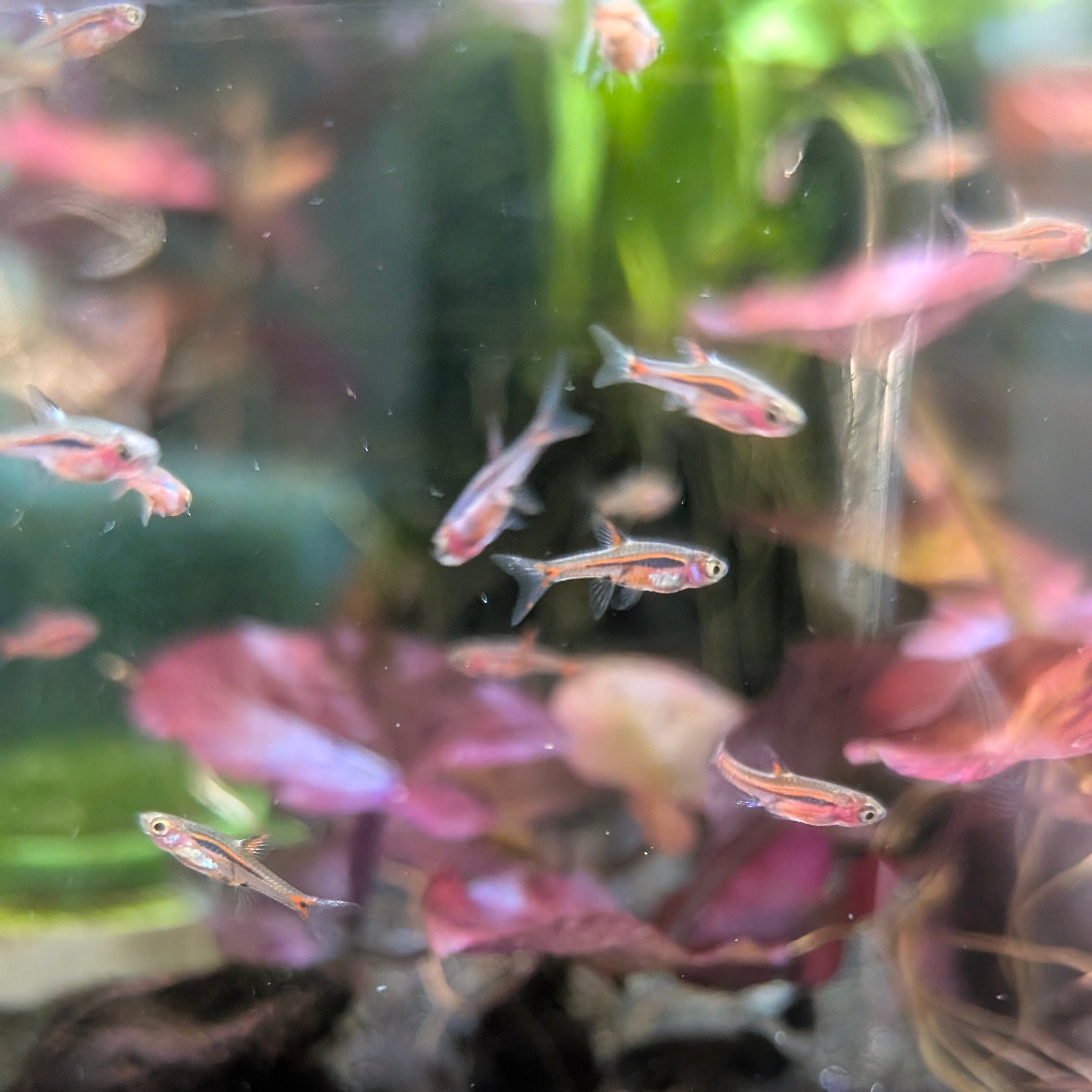 Chili Rasboras