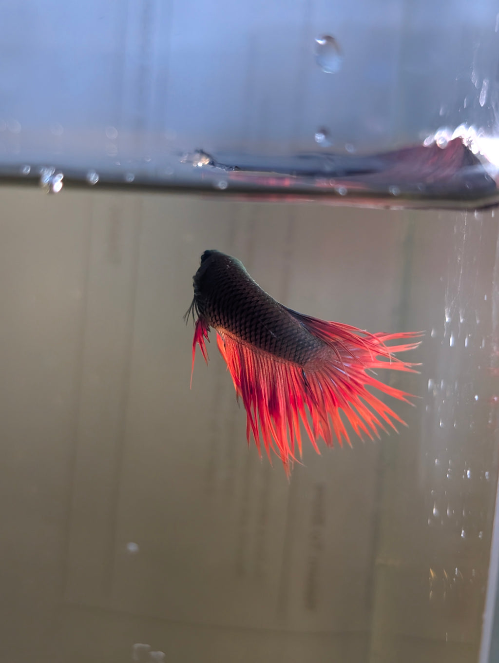 Crown Tail Green Hulk Betta Male M0008