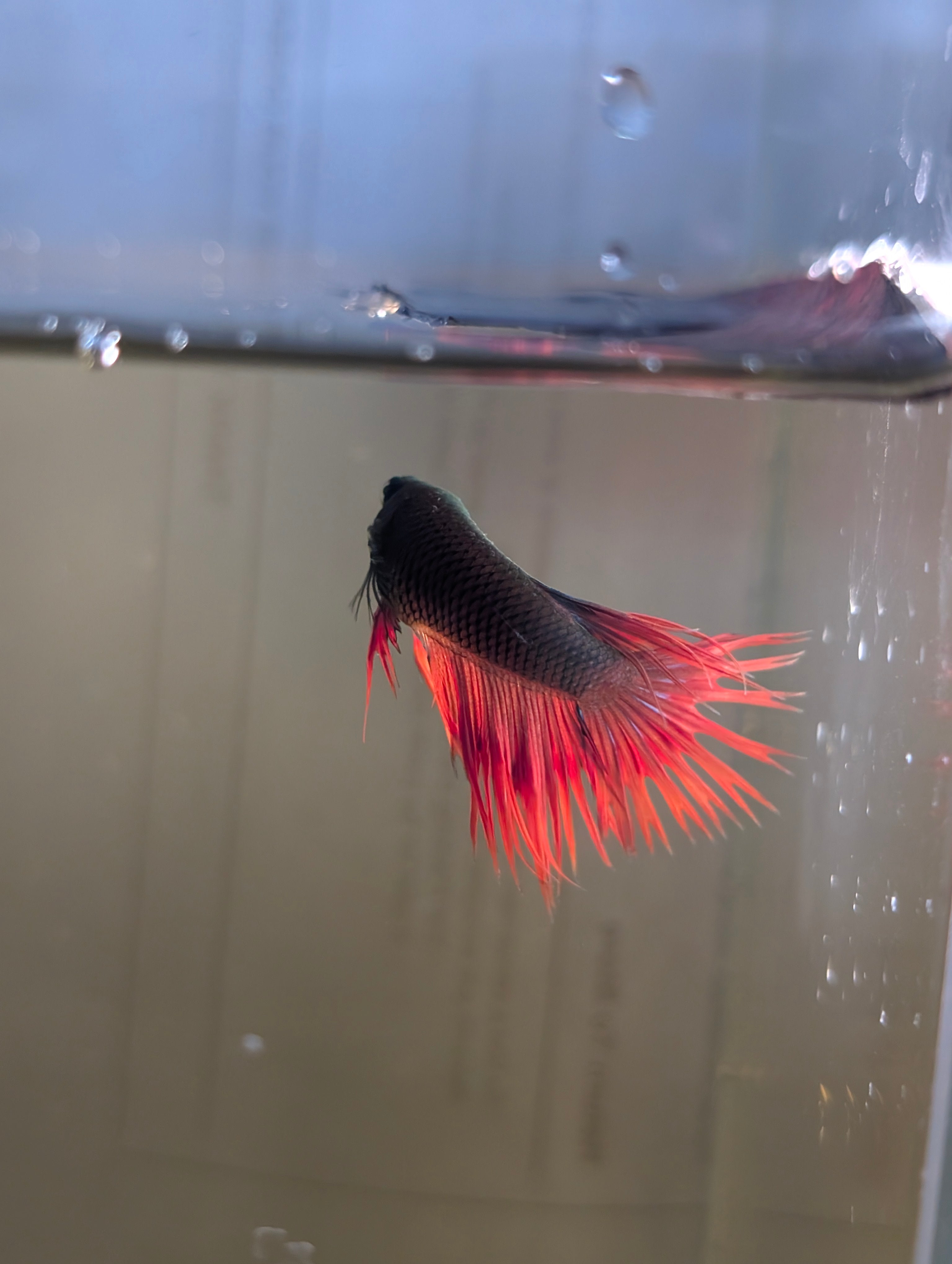 Crown Tail Green Hulk Betta Male M0008