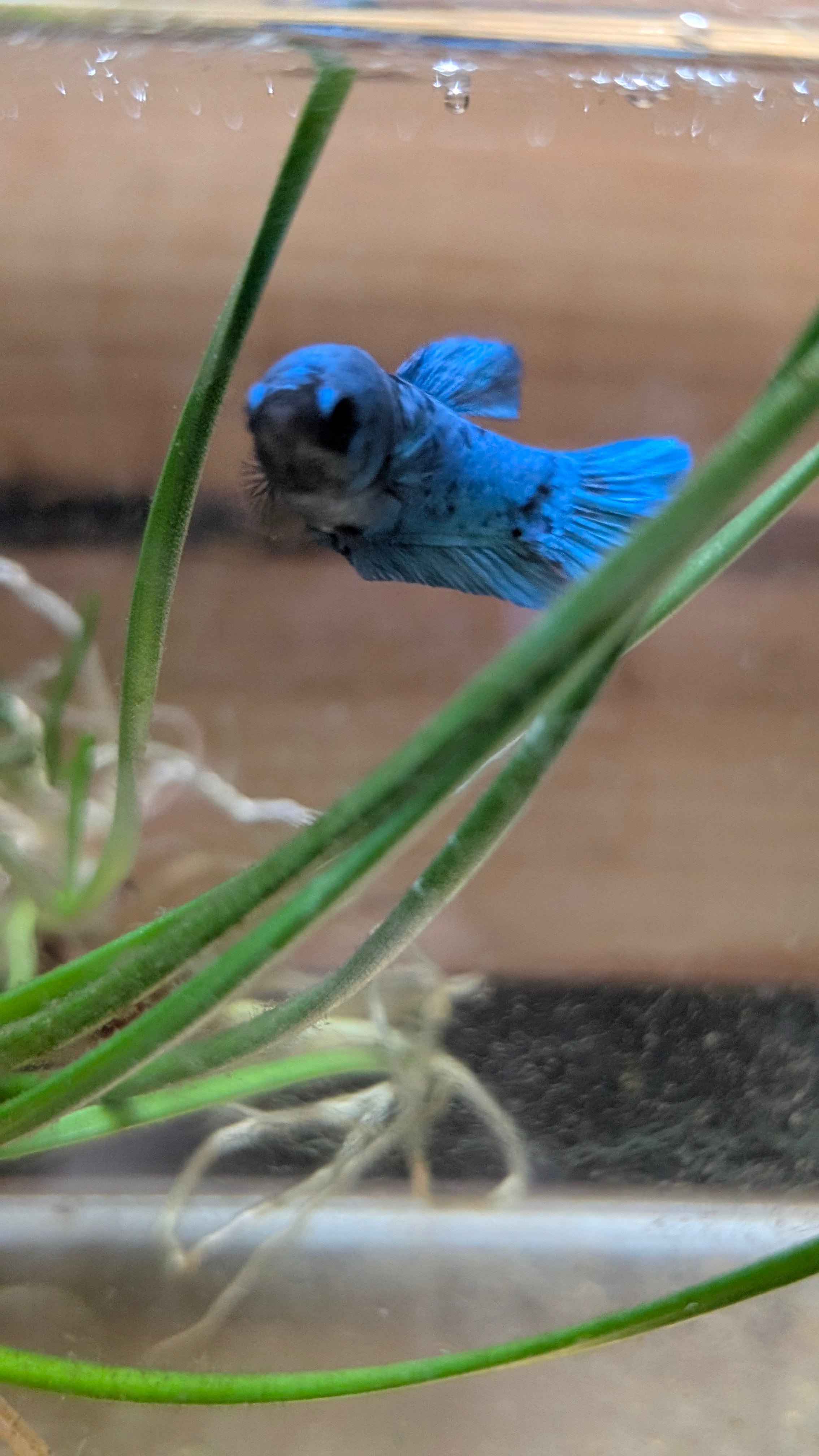 Female Halfmoon Plakat Avatar Betta F0015