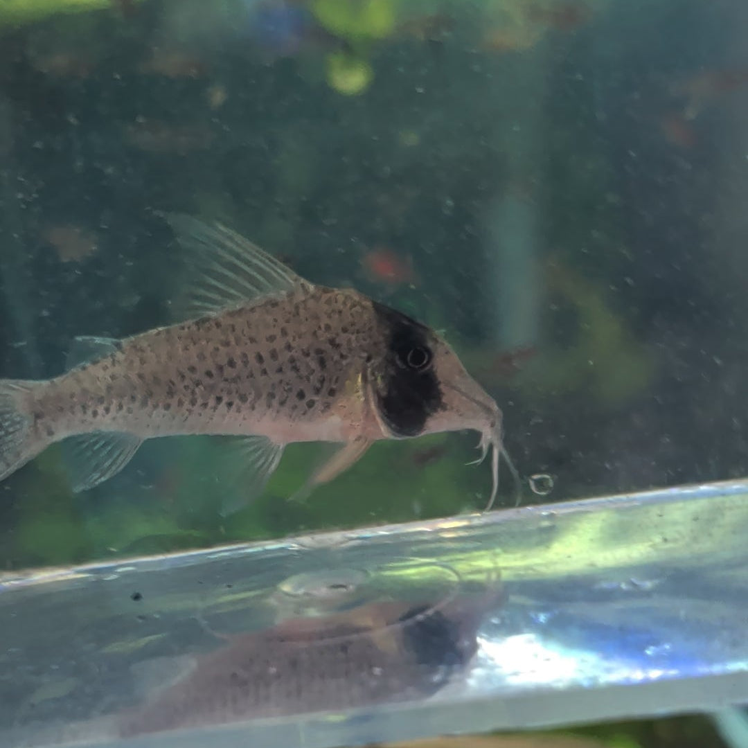 Sychri Corydoras Brochis sp. Sychri