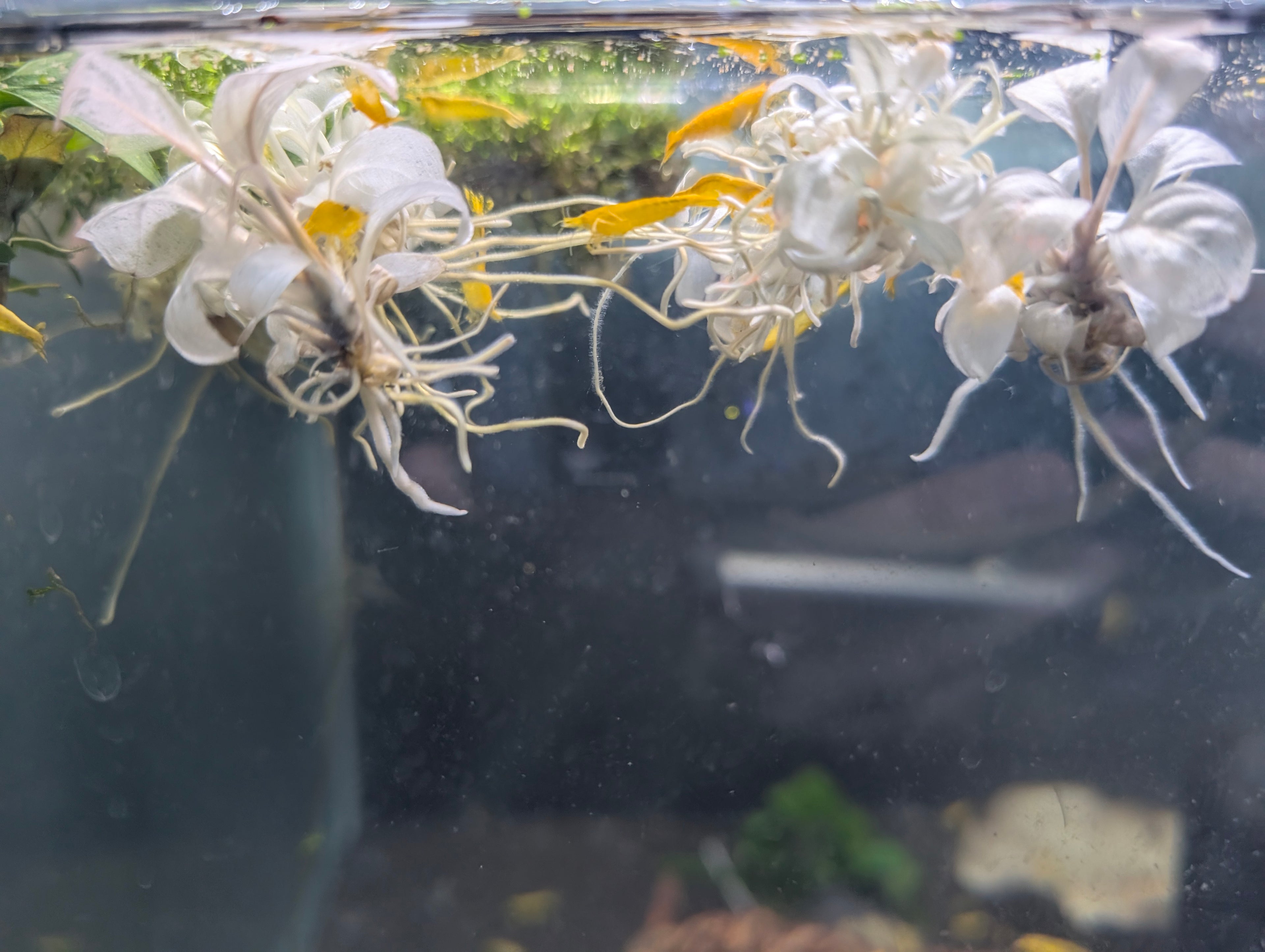 Golden Back Yellow Neocaridina Shrimp