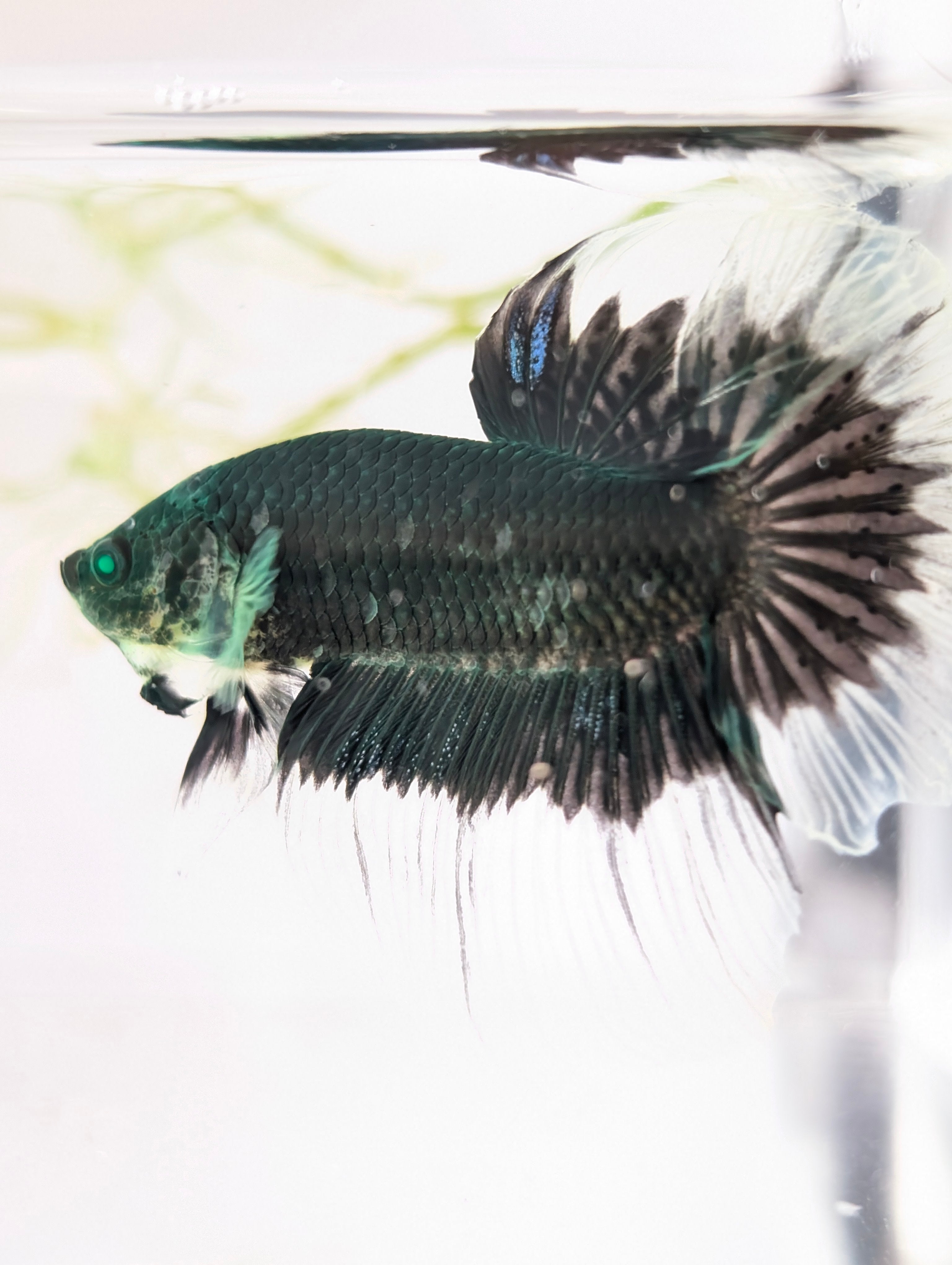 Halfmoon Green / Blue / Black Green Eyed Hulk Betta Male M0015