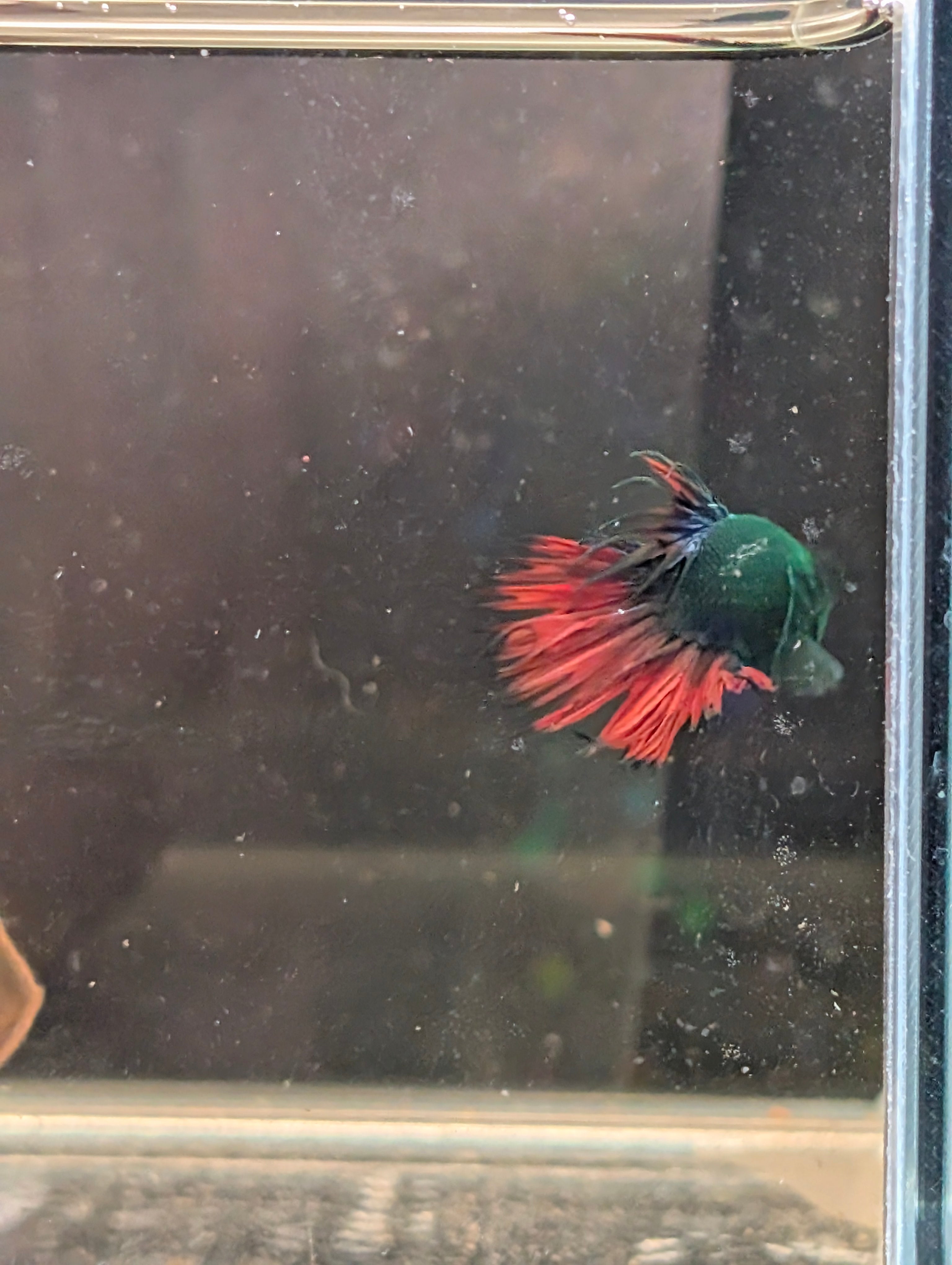 Crown Tail Red/Blue/Green Green Eyed Hulk Betta Male M0014