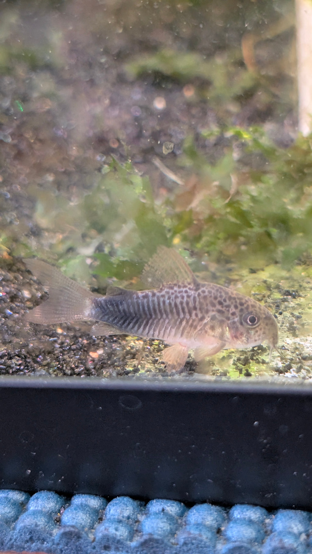 Violet Corydoras