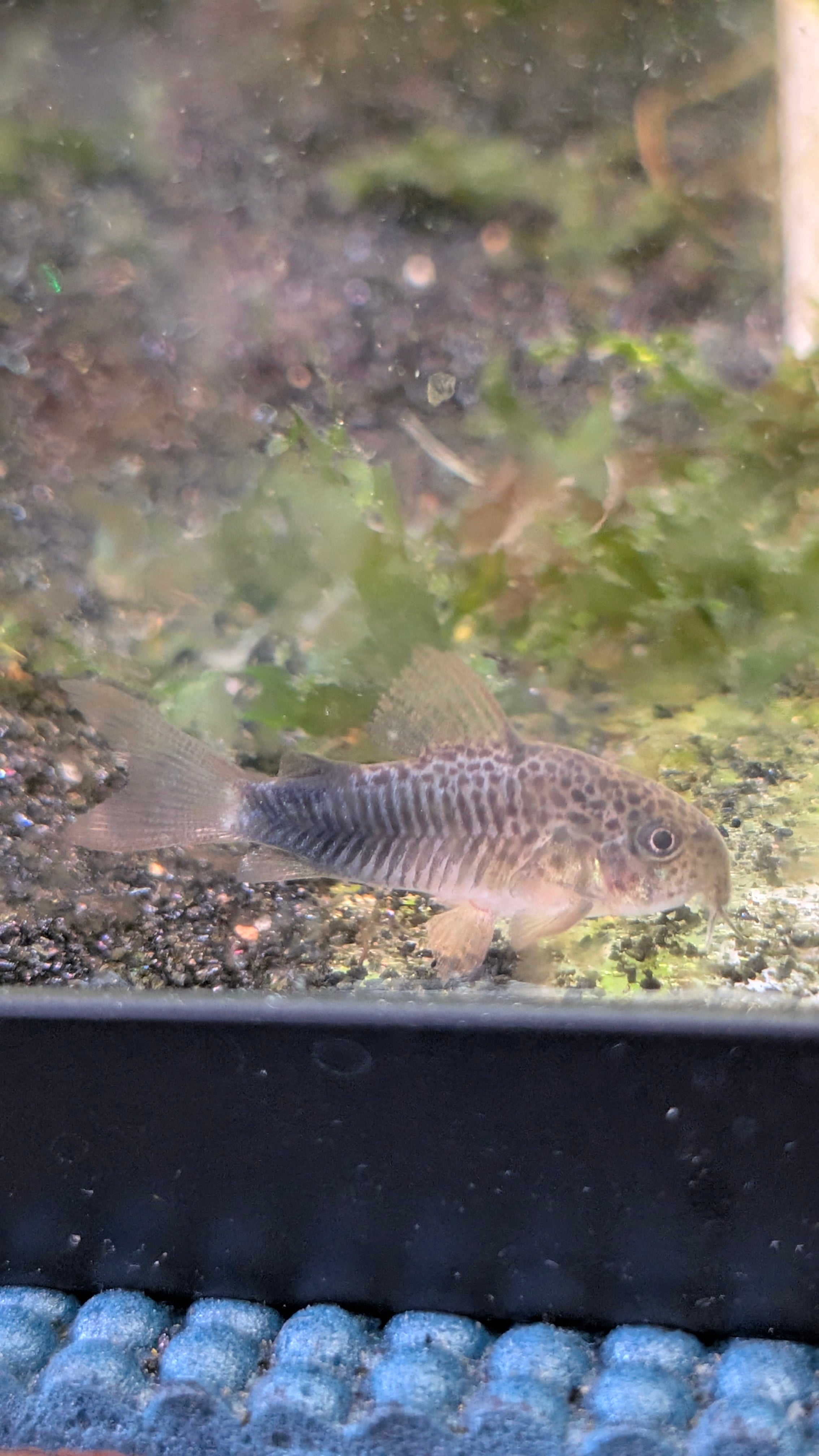 Violet Corydoras