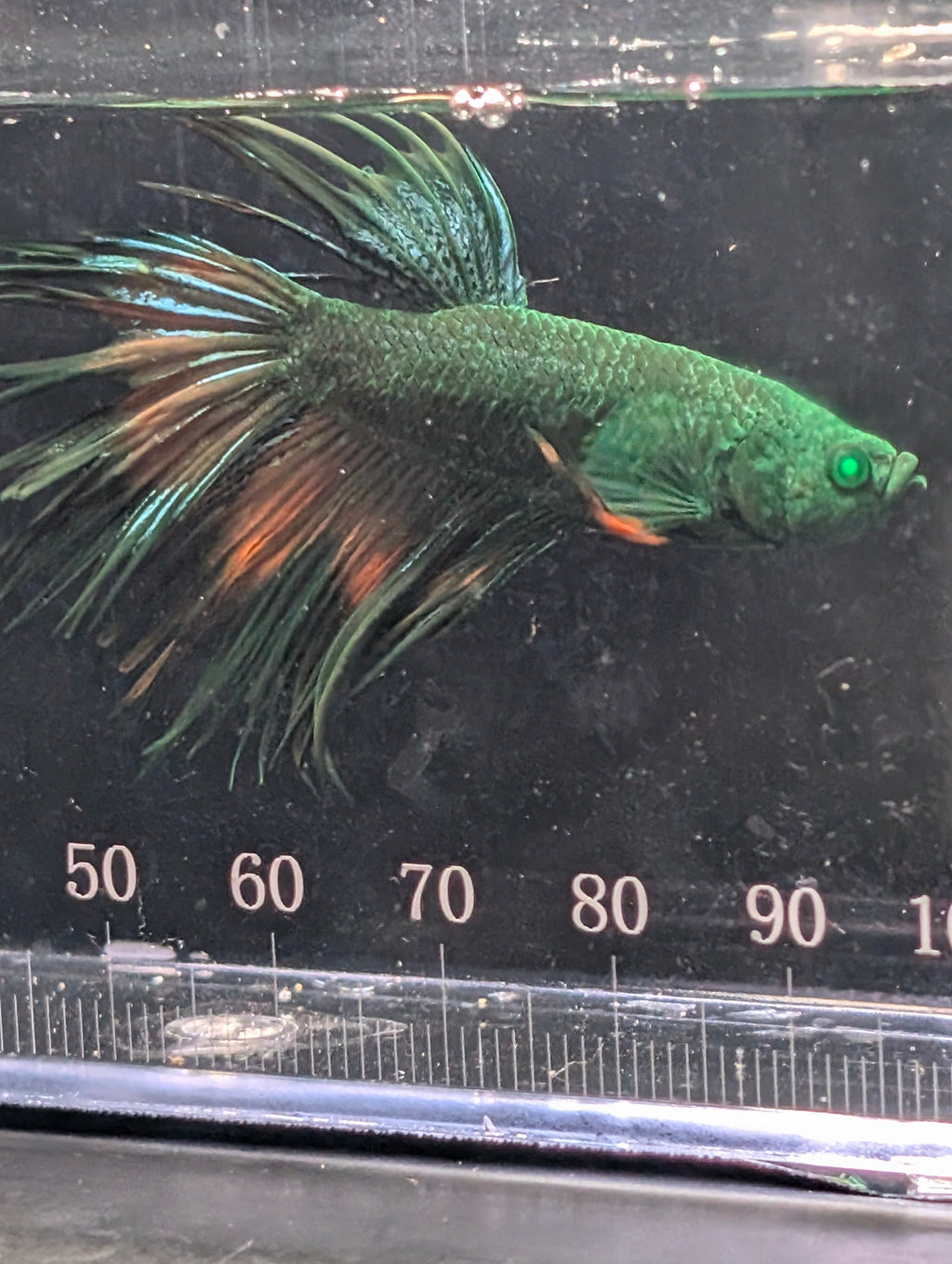 Crown Tail Green Hulk Betta Male M0006
