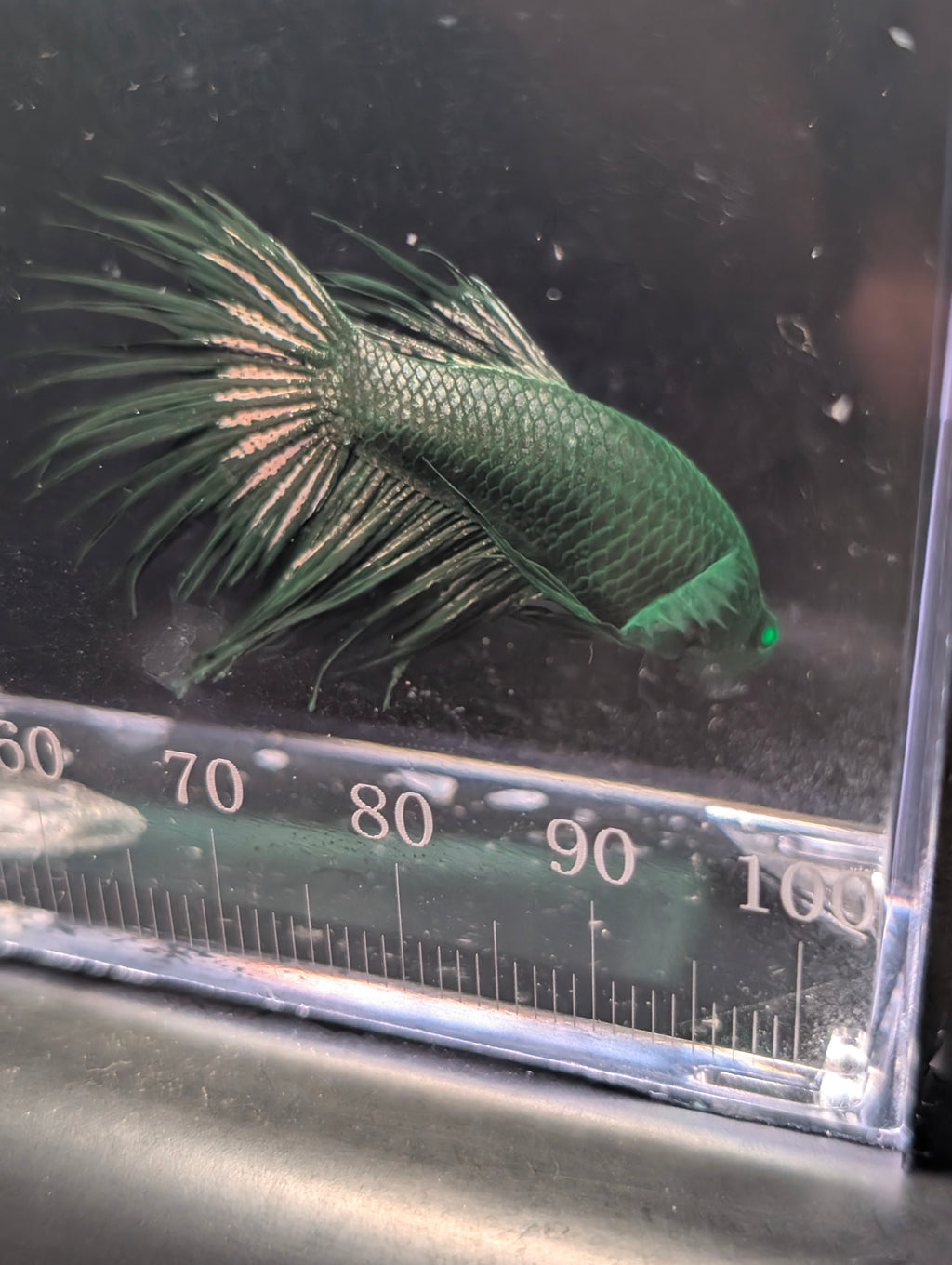 Crown Tail Green Hulk Betta Male M0007
