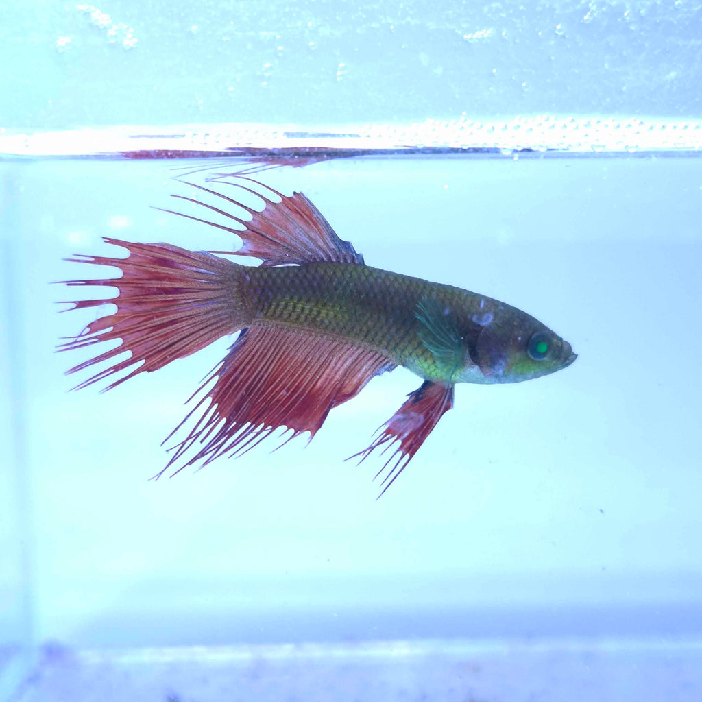 Green Hulk Crowntail Betta Male M0014