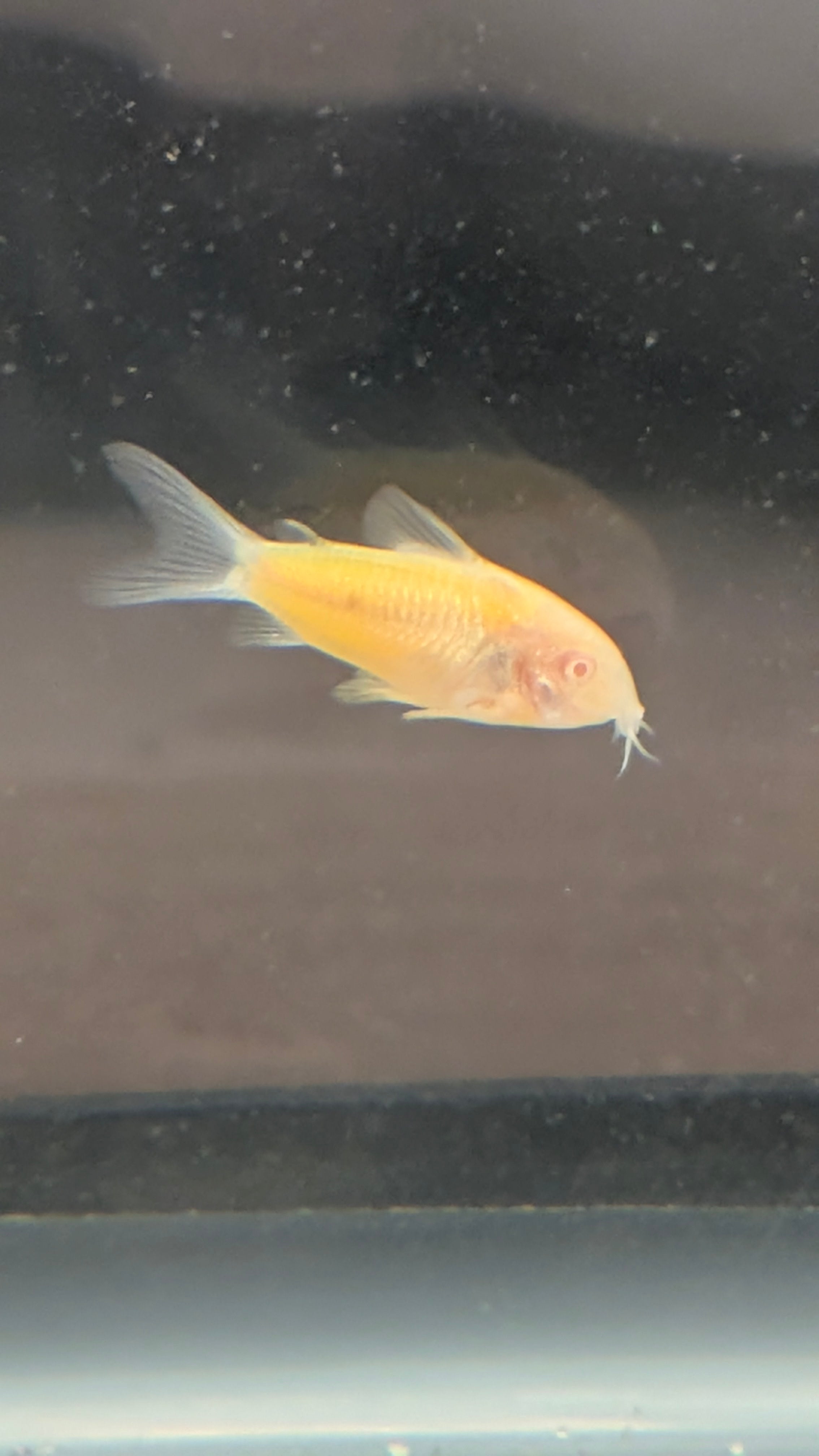 Albino Gold Laser Corydoras