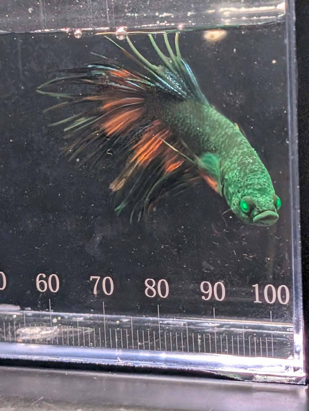 Crown Tail Green Hulk Betta Male M0006