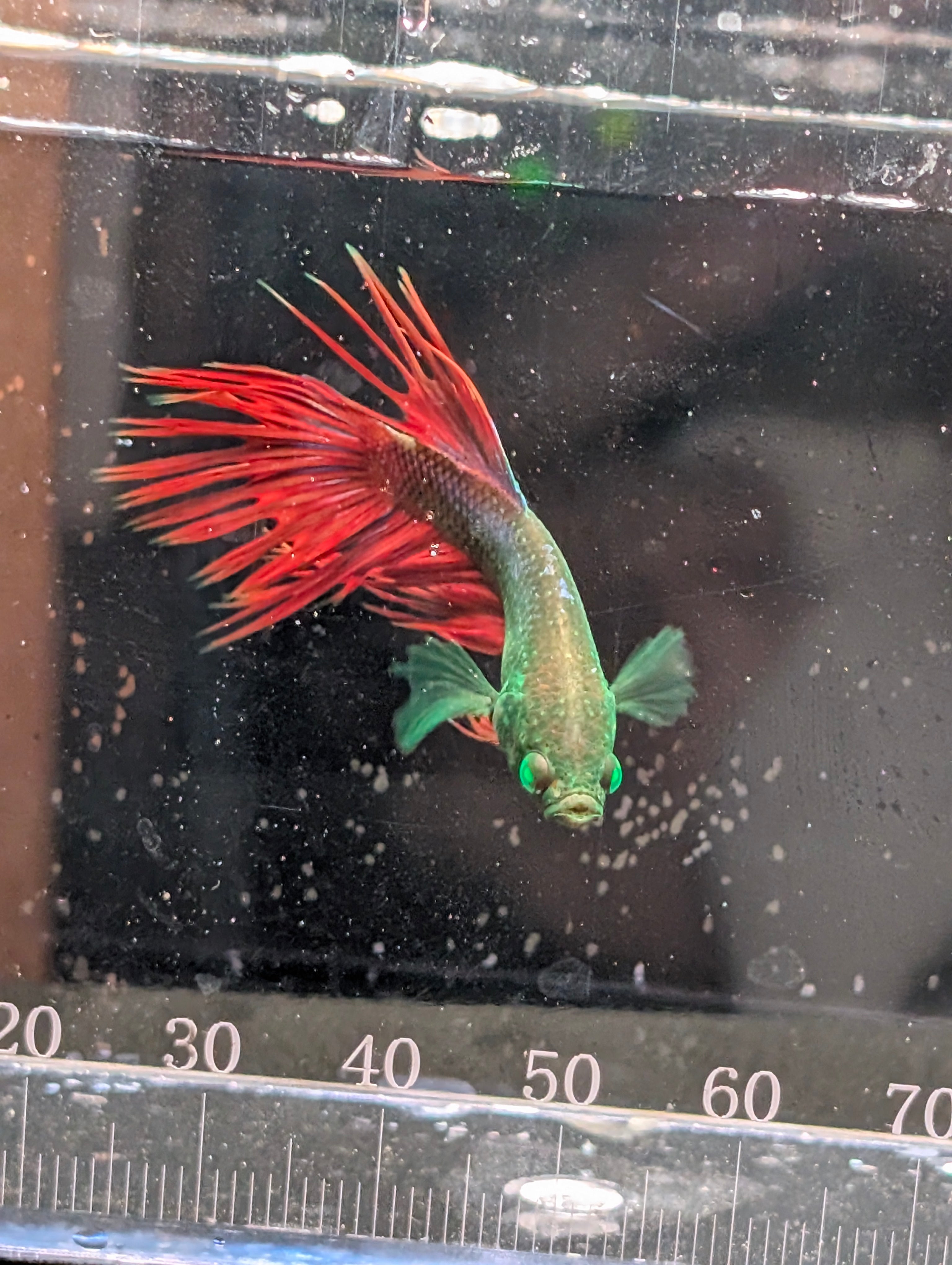 Crown Tail Red and Green Hulk Betta Male M0010
