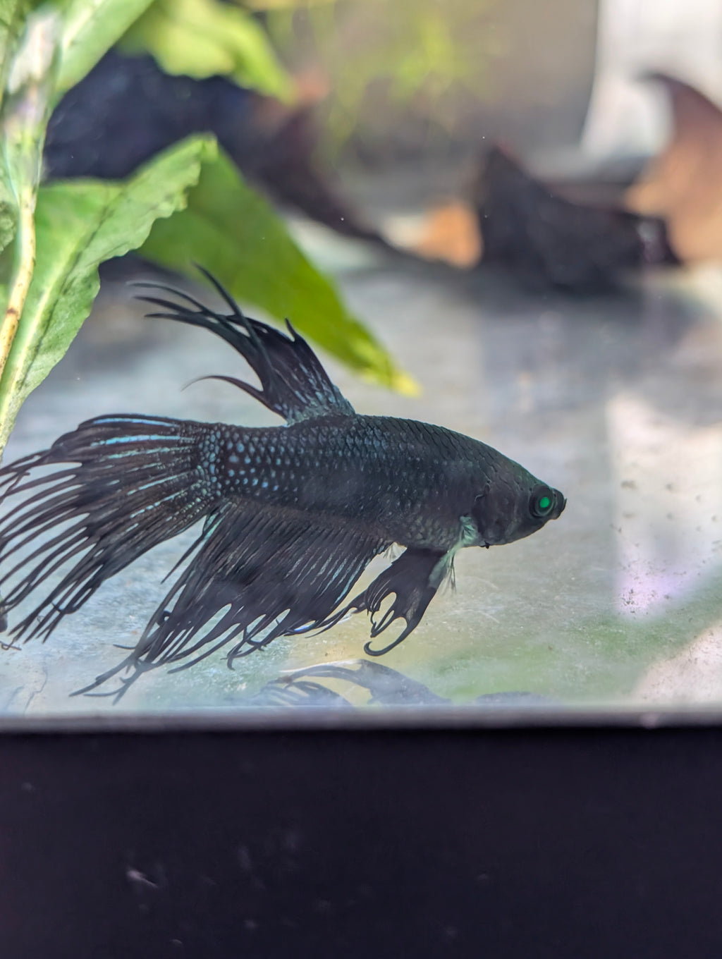 Crown Tail Green Blue Hulk Betta (Male) MC003