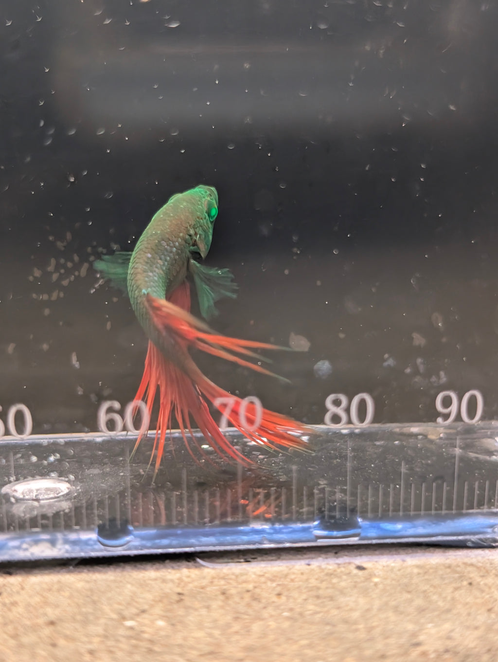 Crown Tail Red and Green Hulk Betta Male M0011