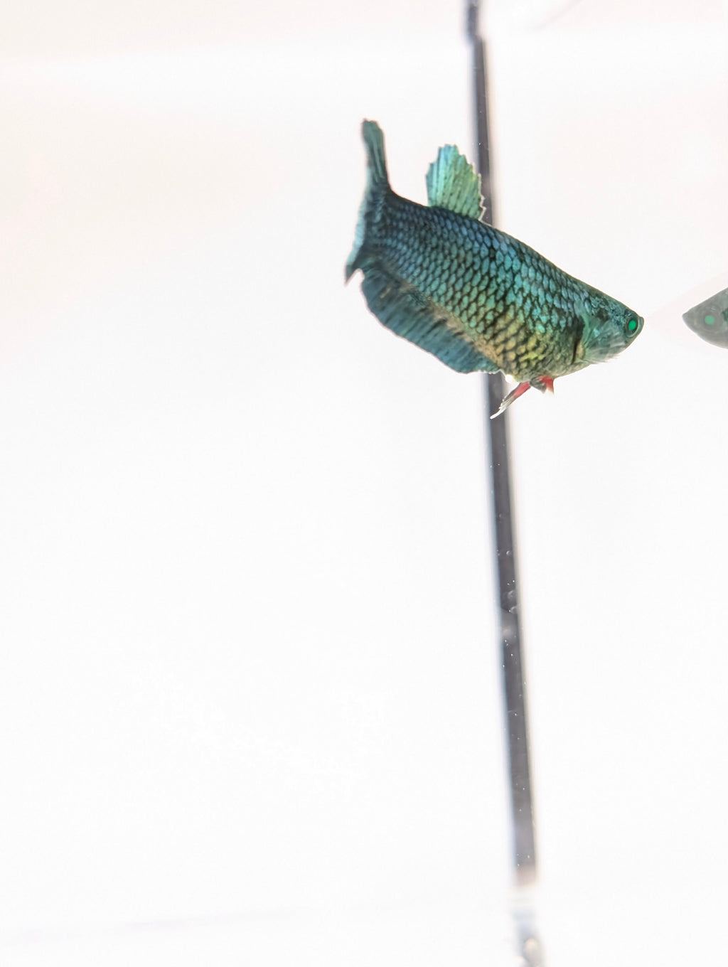 Plakat Green/ Blue / Red Green Eyed Hulk Betta Female F0006