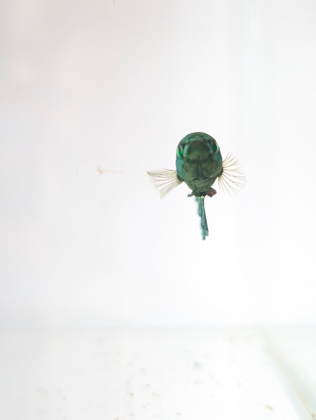 Plakat Green/ Blue Green Eyed Hulk Betta Female F0007