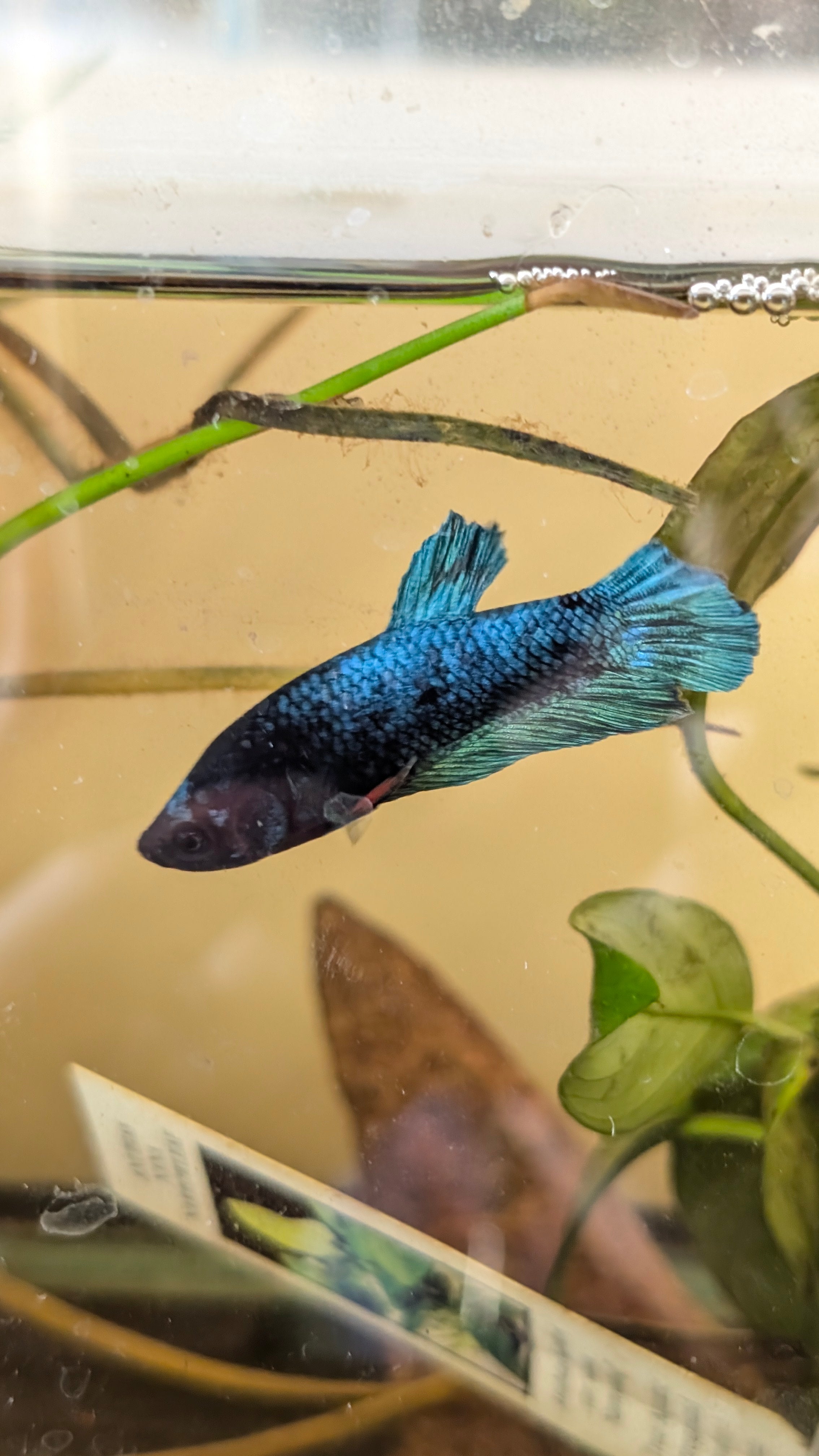 Male Halfmoon Plakat Betta M0022