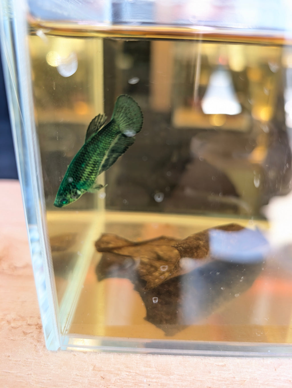 Plakat Green Green Eyed Hulk Betta Female F0005