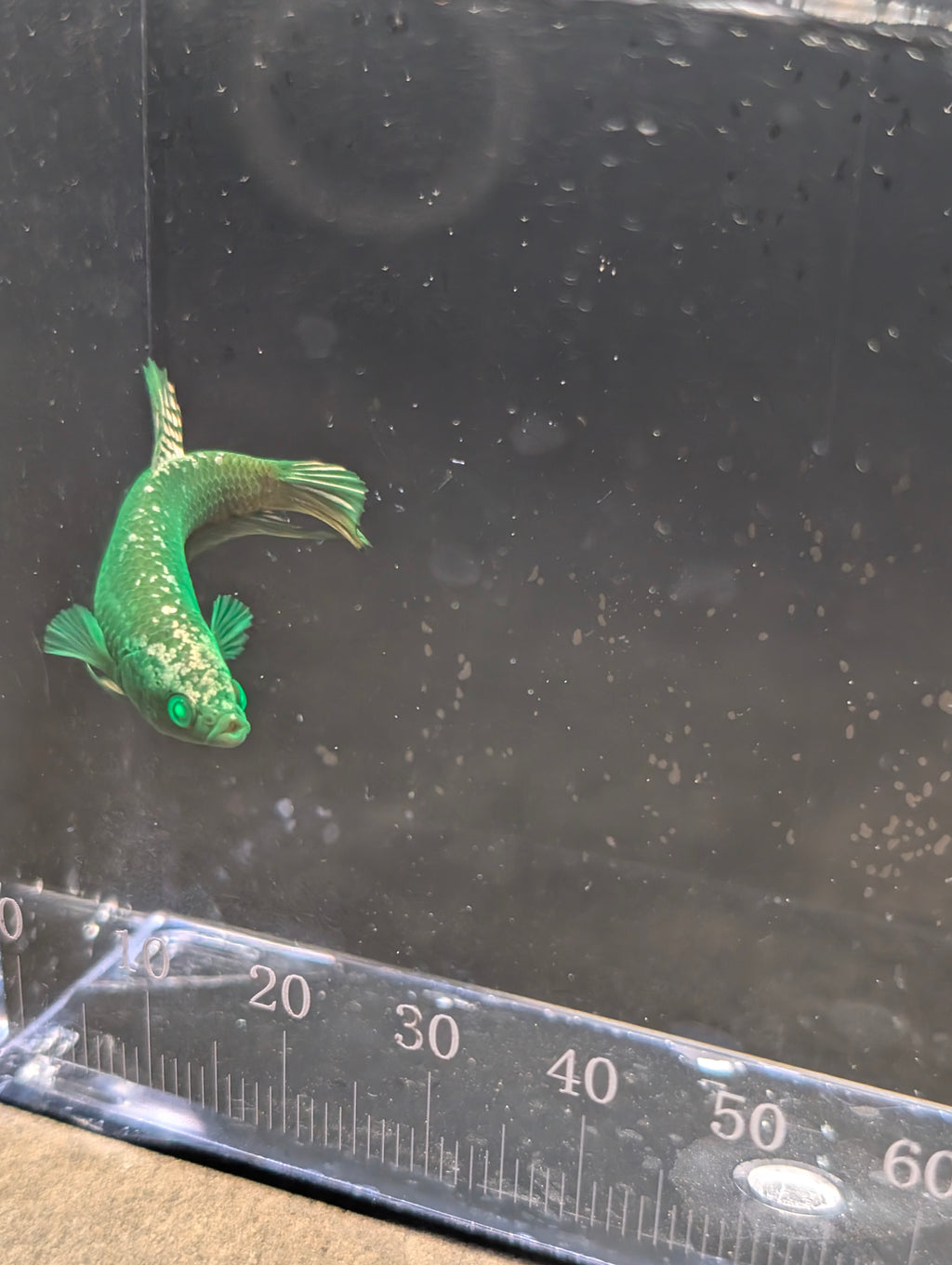Plakat Avatar Green Hulk Betta Female F0002