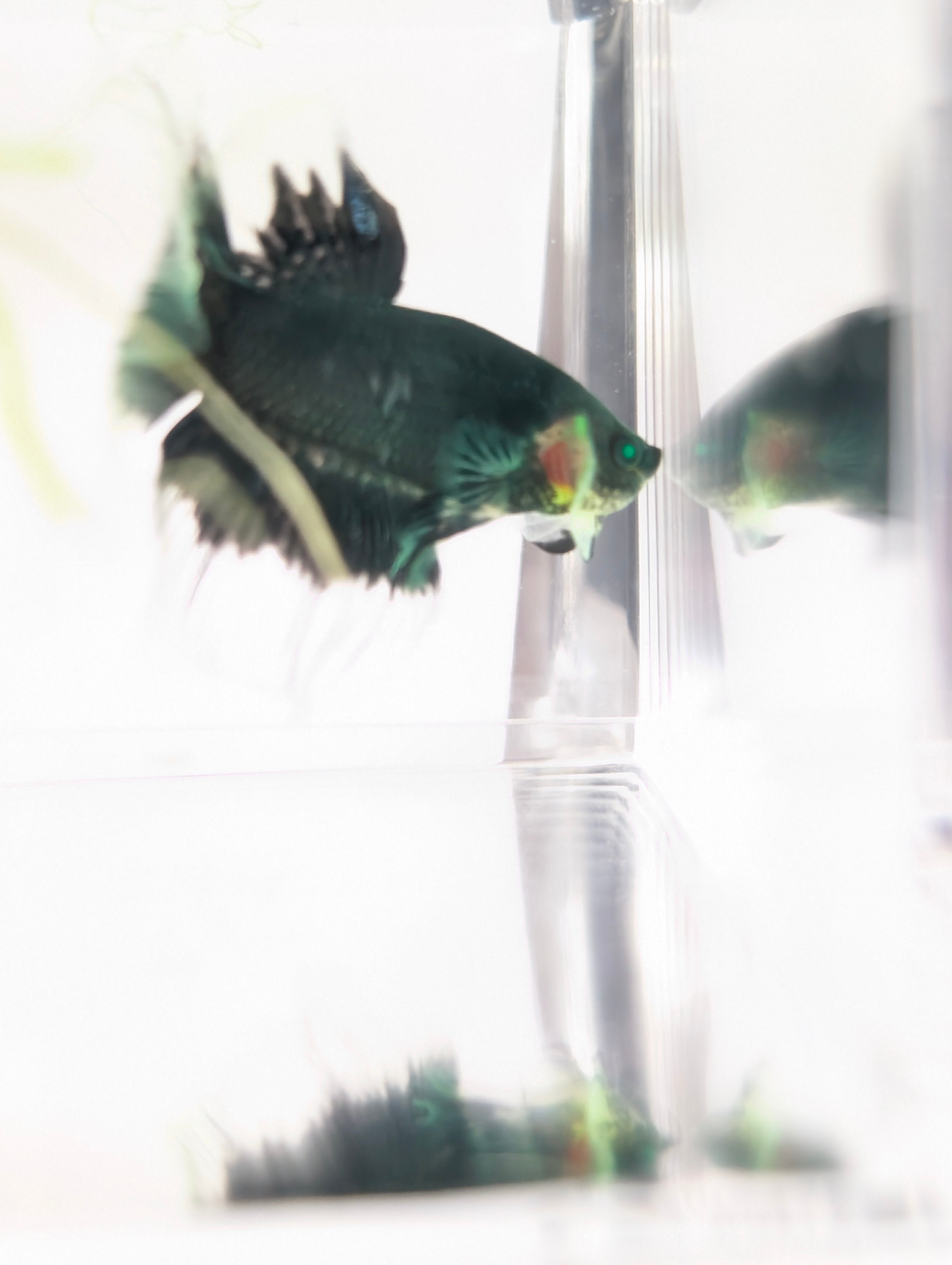 Halfmoon Green / Blue / Black Green Eyed Hulk Betta Male M0015
