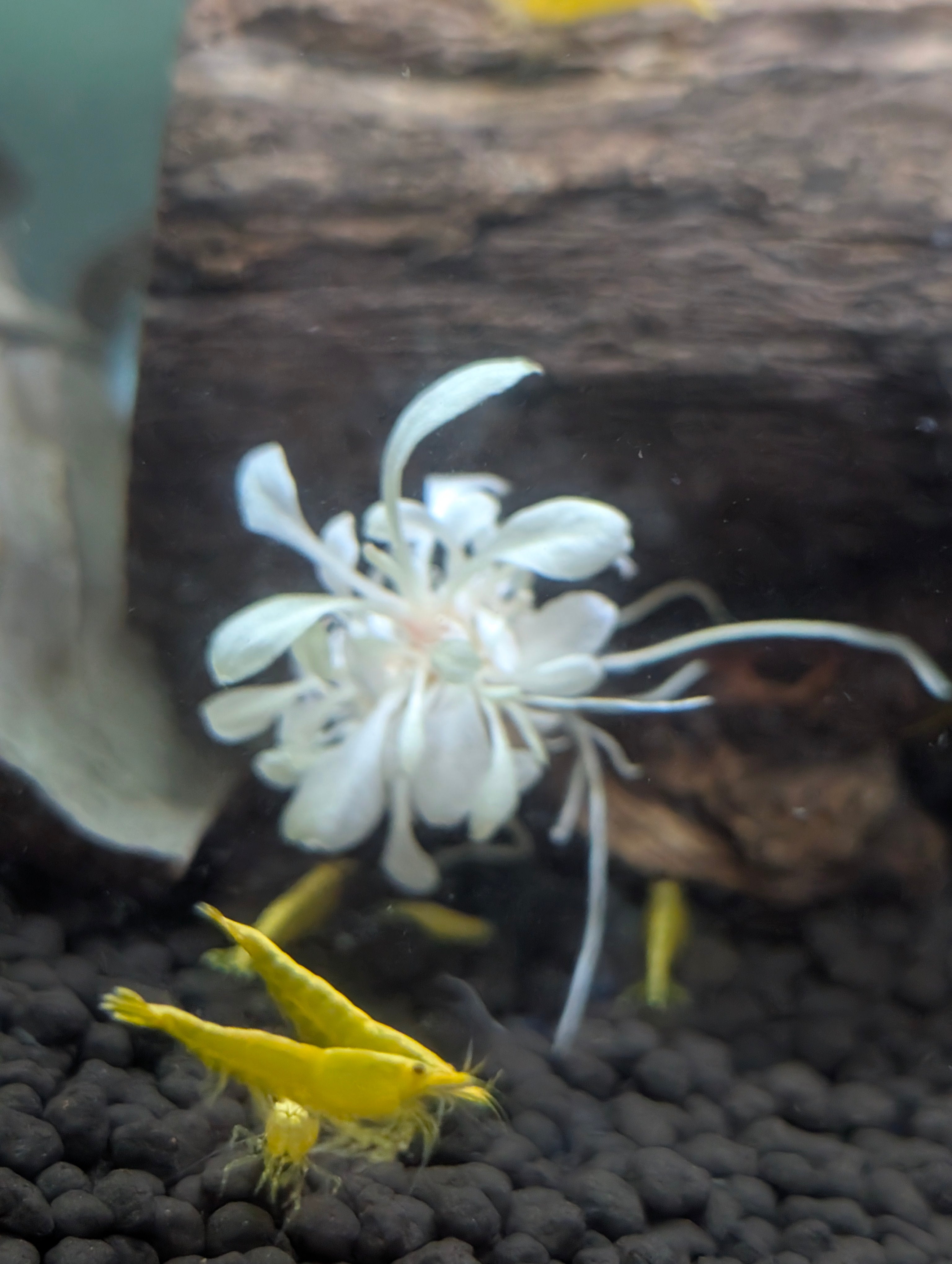 Golden Back Yellow Neocaridina Shrimp