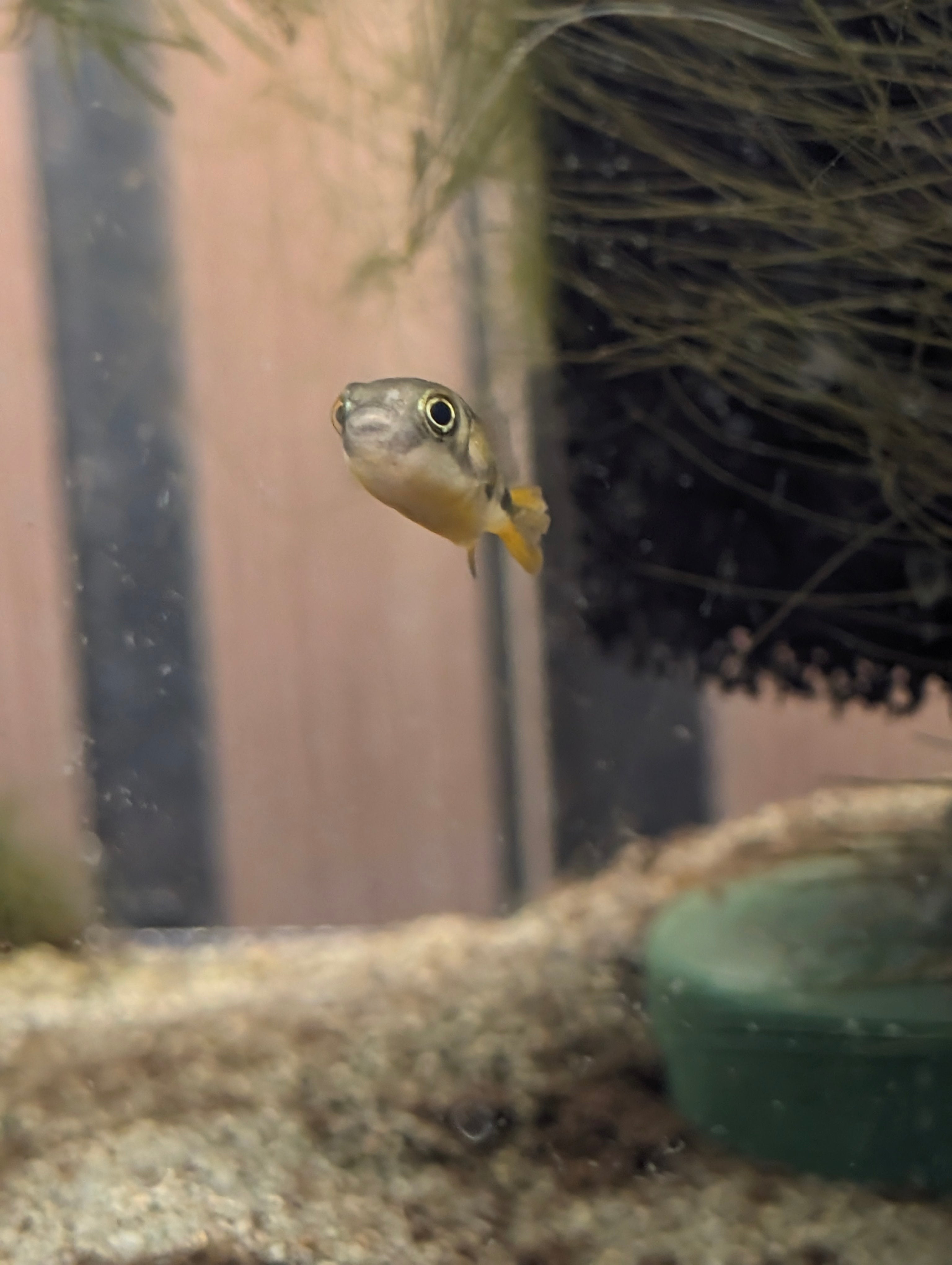 Pea Puffer