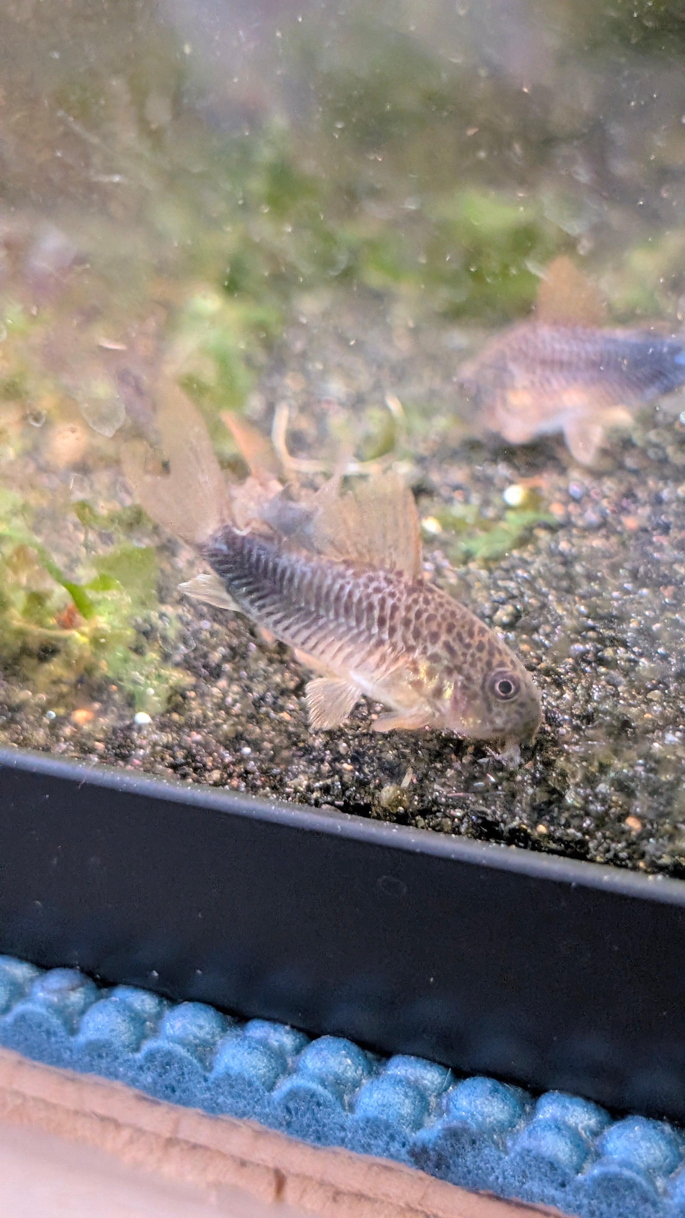 Violet Corydoras